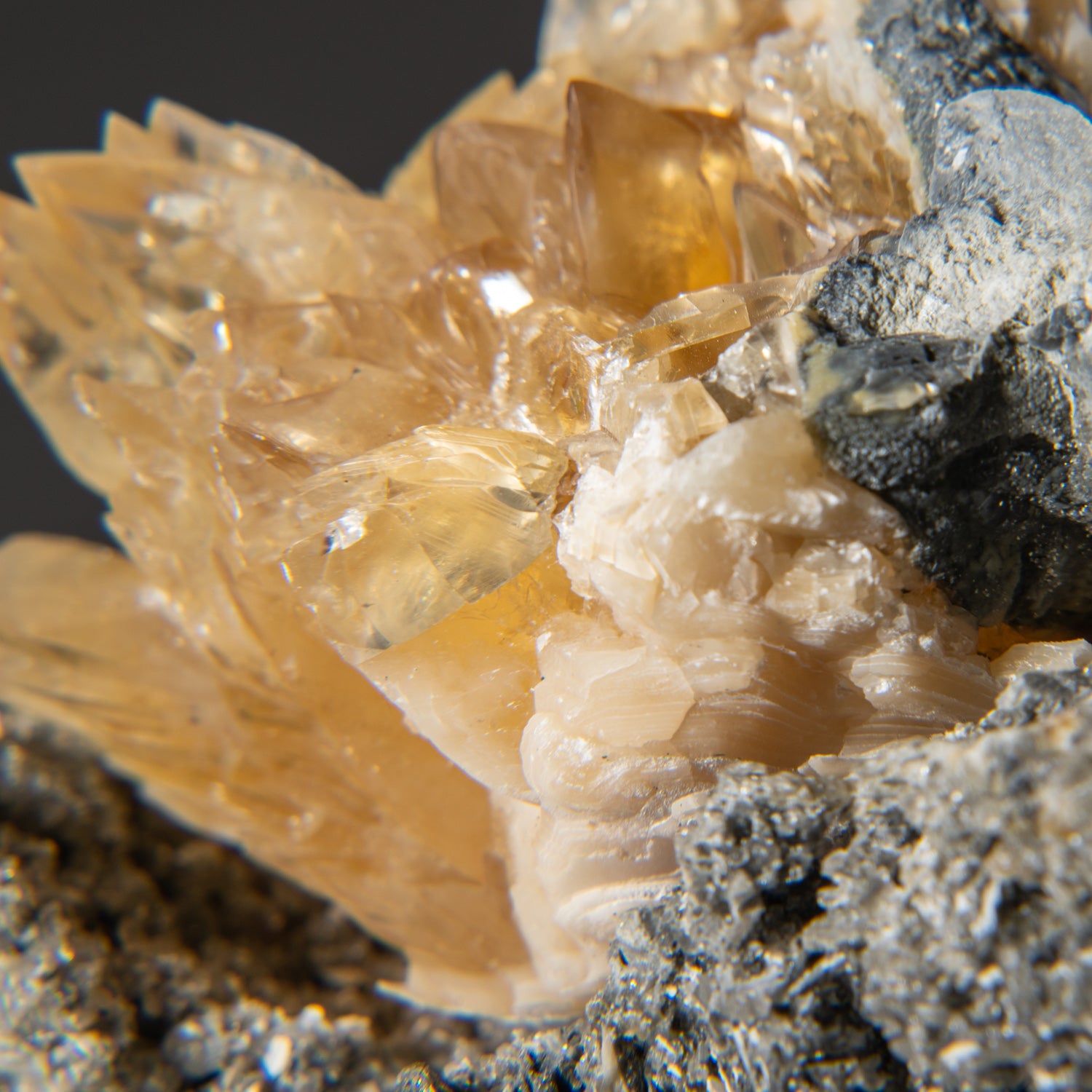 Calcite in Mercenaria Permagna from Ruck's Pit Quarry, Fort Drum, Okee ...