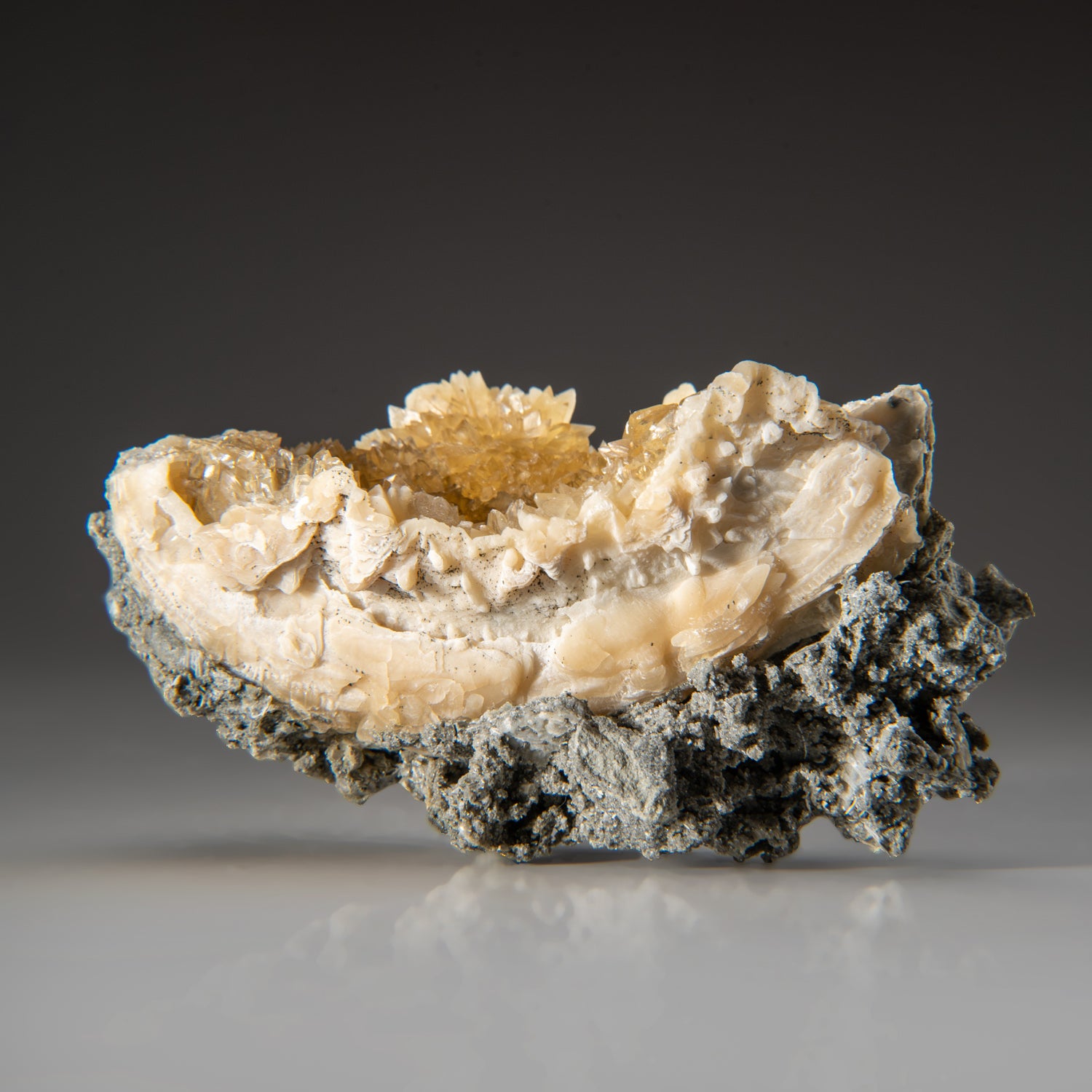 Calcite in Mercenaria Permagna from Ruck's Pit Quarry, Fort Drum, Okee ...