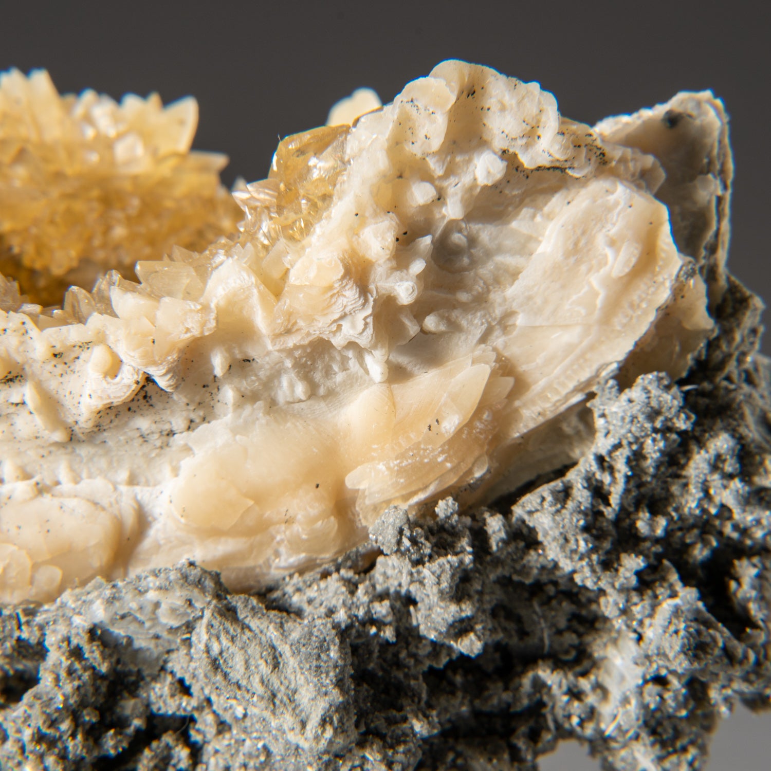 Calcite in Mercenaria Permagna from Ruck's Pit Quarry, Fort Drum, Okee ...