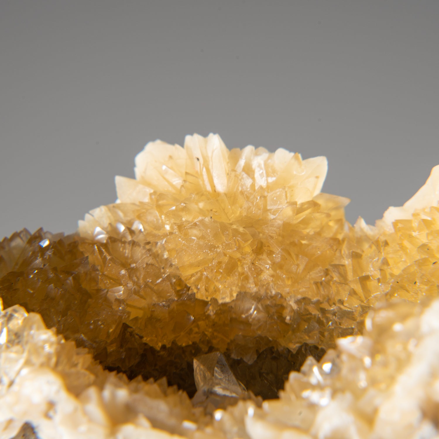Calcite in Mercenaria Permagna from Ruck's Pit Quarry, Fort Drum, Okee ...