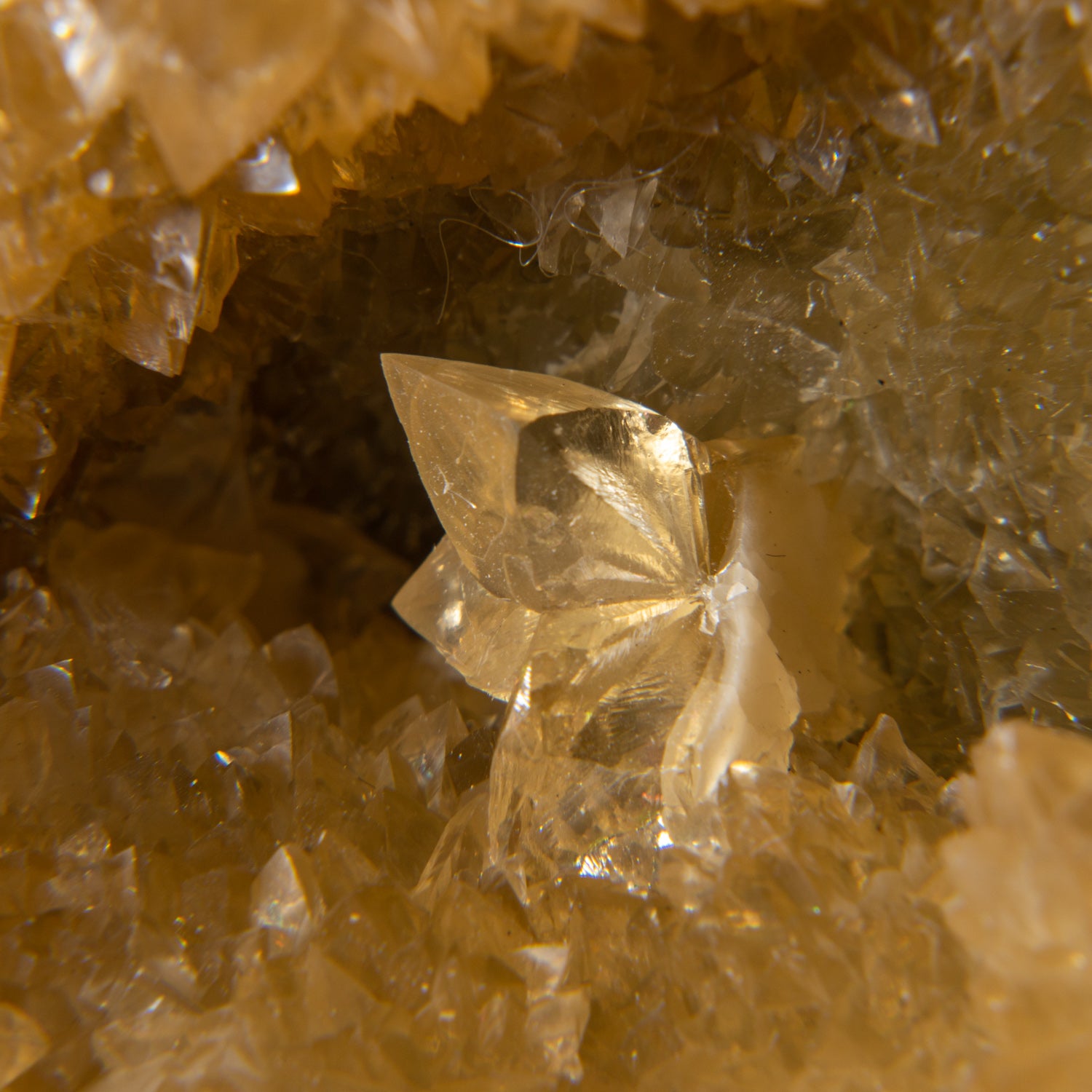 Calcite in Mercenaria Permagna from Ruck's Pit Quarry, Fort Drum, Okeechobee County, Florida USA