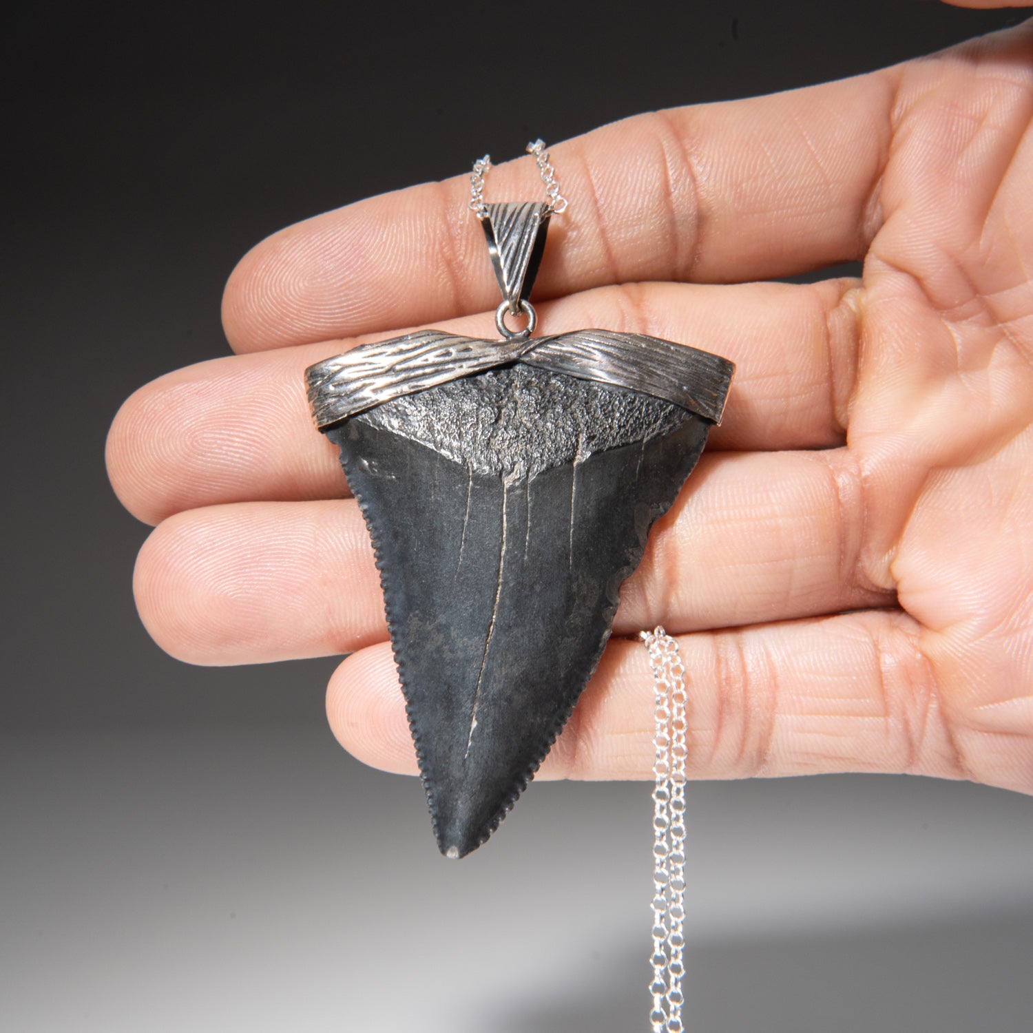 Genuine Megalodon Tooth Pendant (16.3 grams) with 18" Sterling Silver Chain