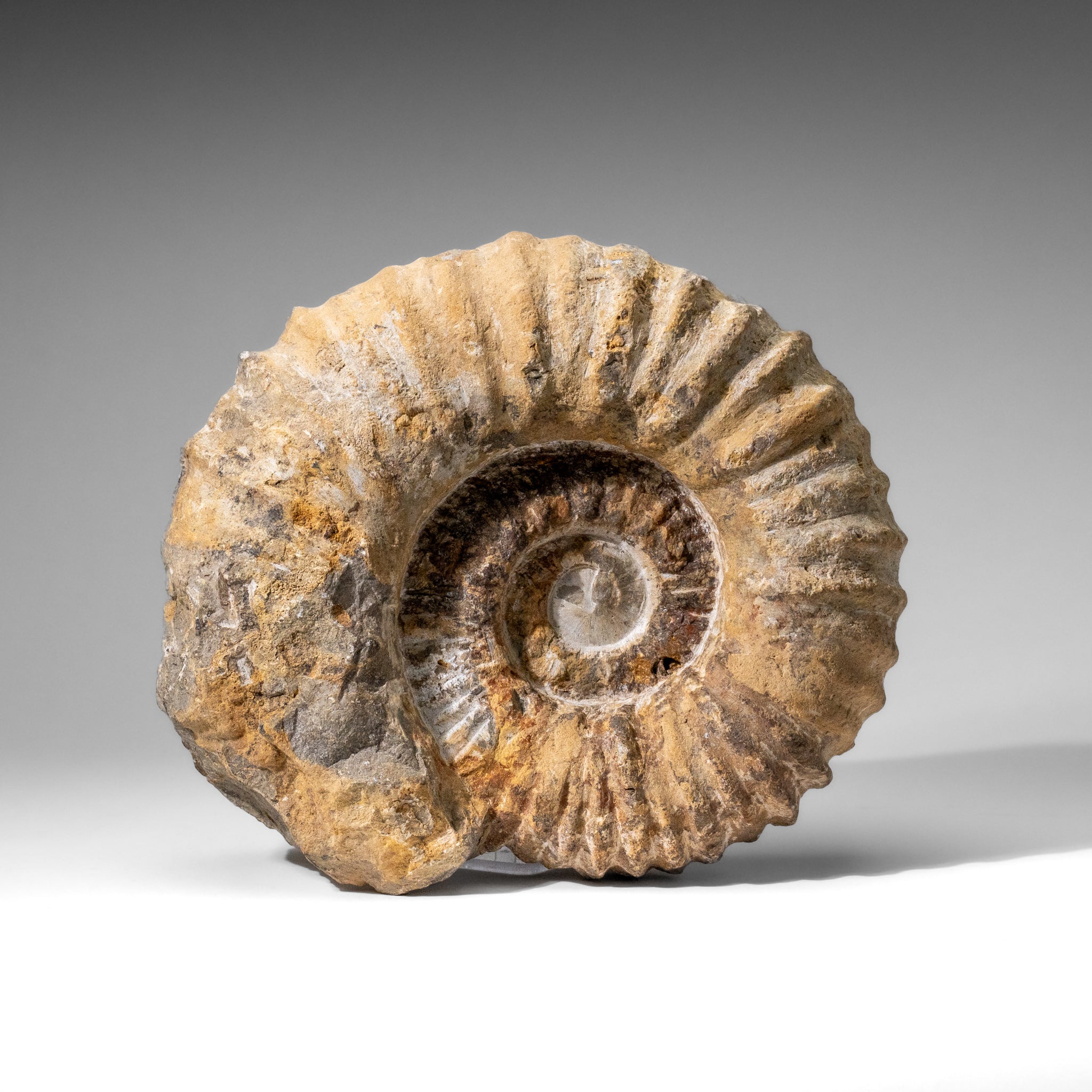 Large Genuine Ammonite Fossil from Madagascar (13.5 lbs)