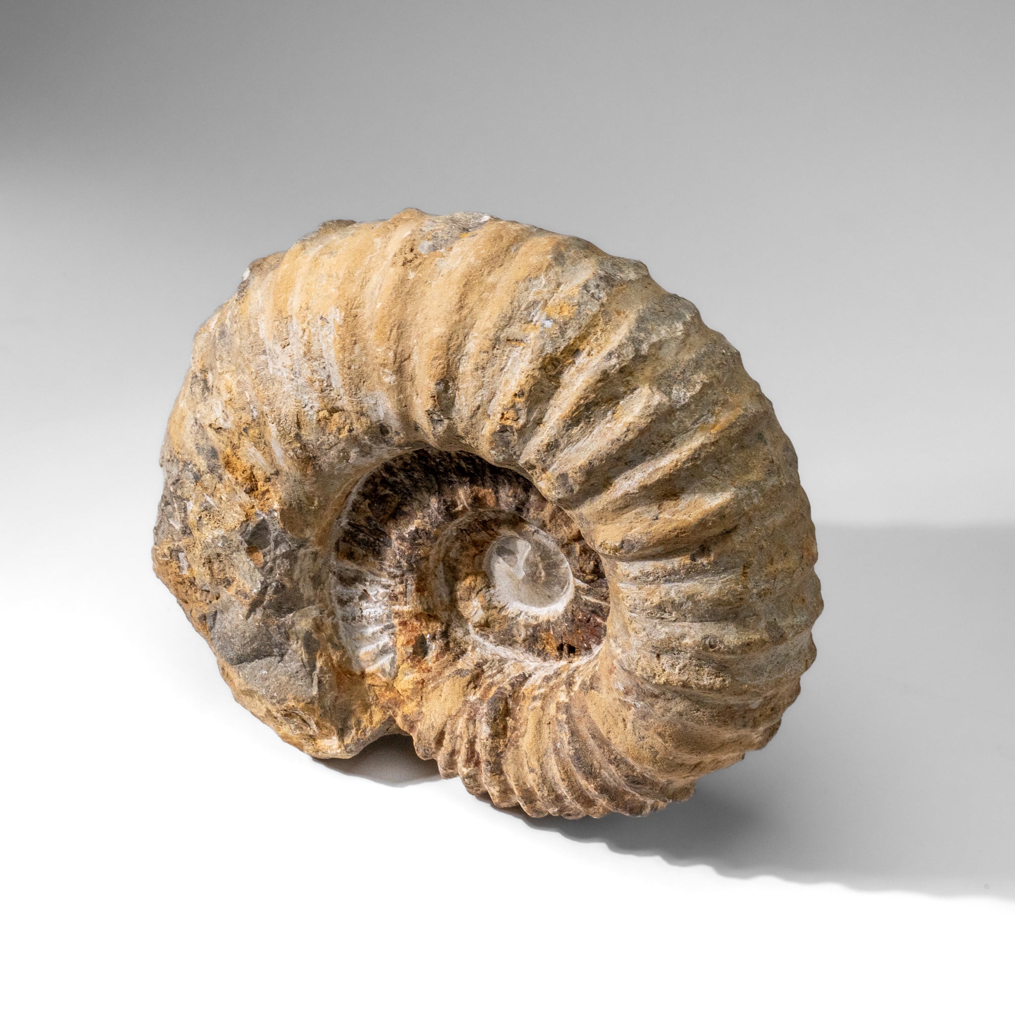 Large Genuine Ammonite Fossil from Madagascar (13.5 lbs)