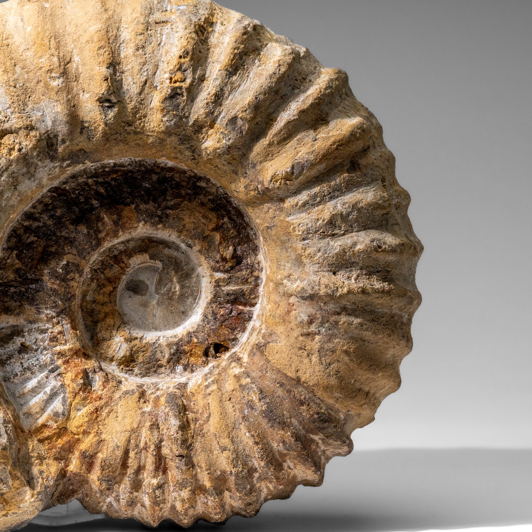 Large Genuine Ammonite Fossil from Madagascar (13.5 lbs)