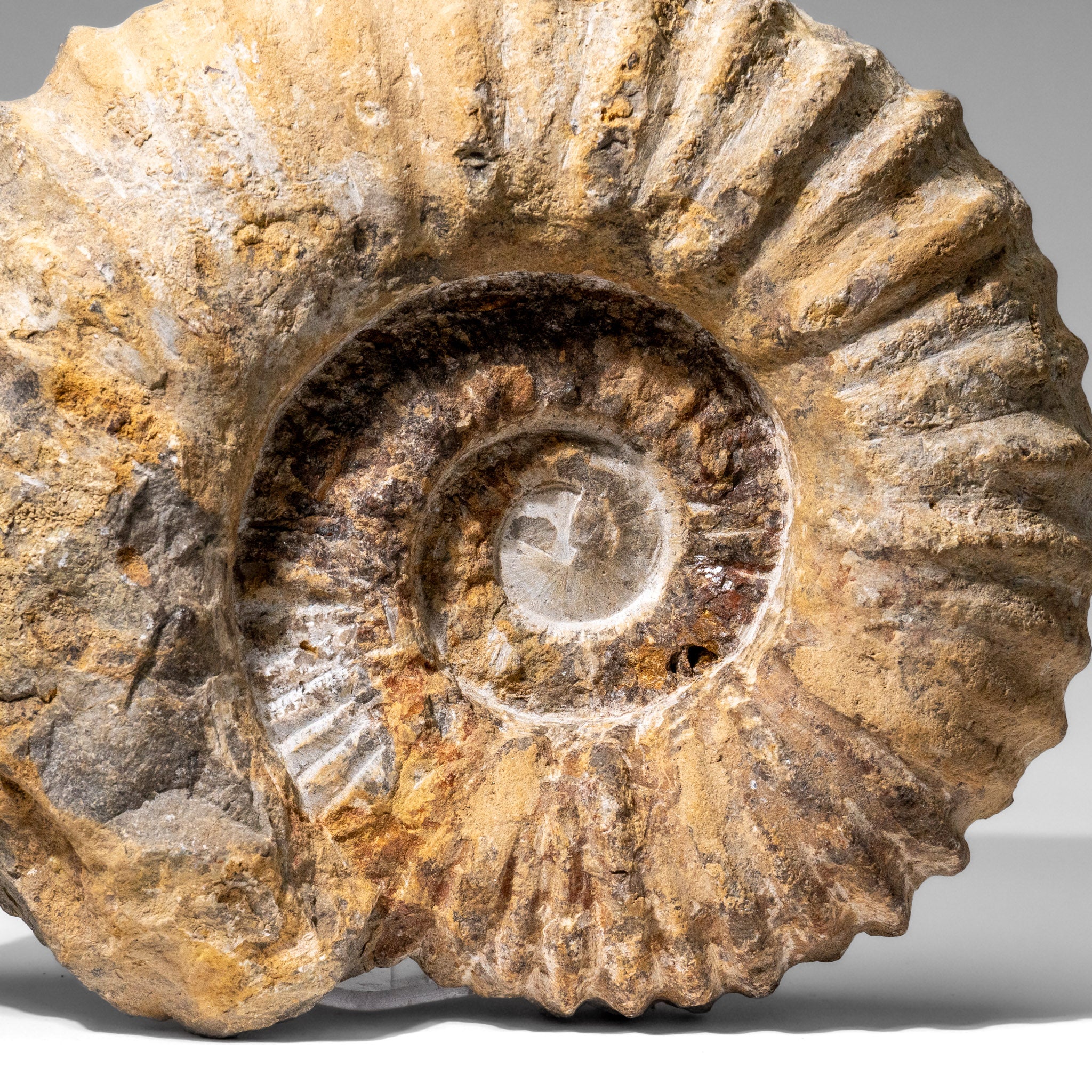 Large Genuine Ammonite Fossil from Madagascar (13.5 lbs)