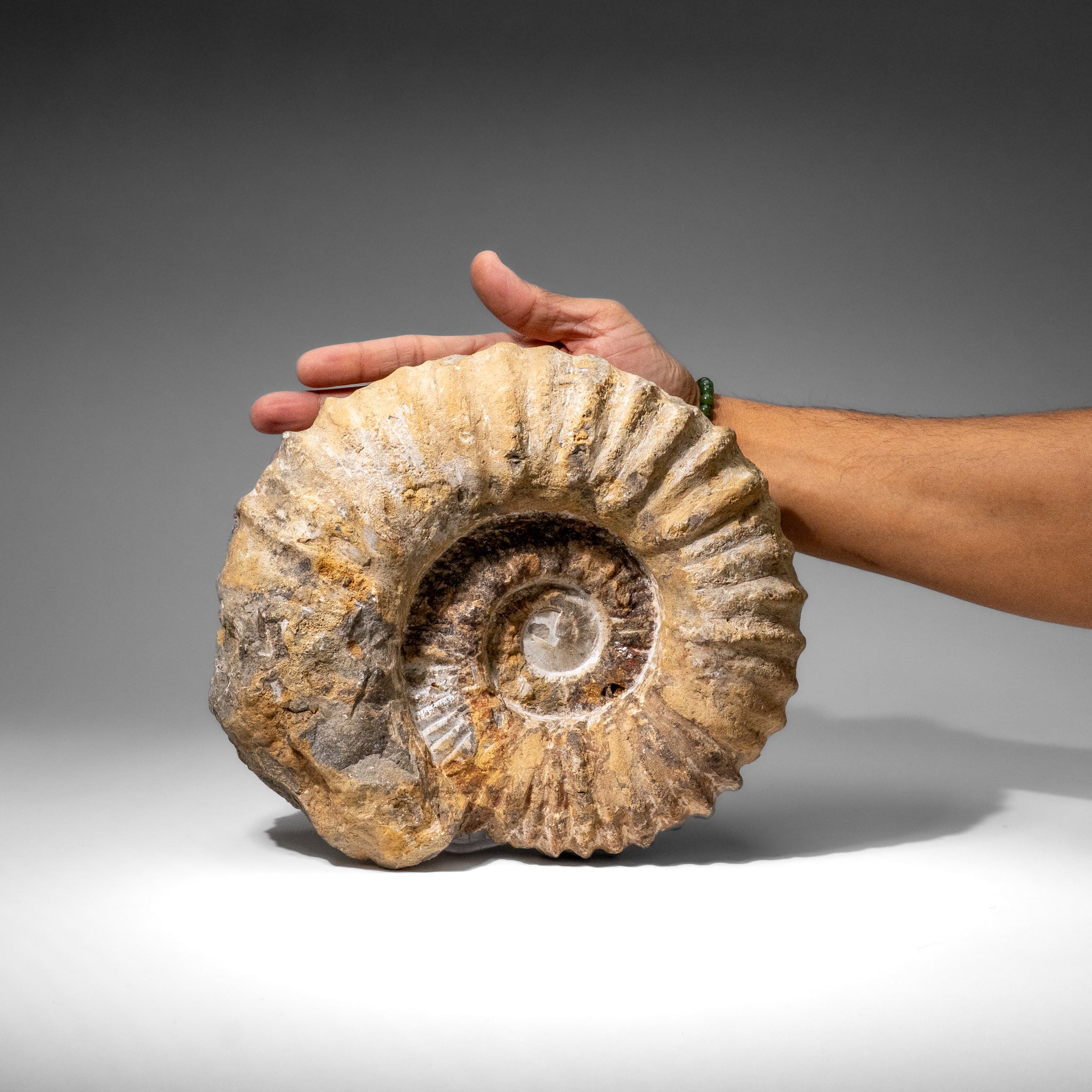 Large Genuine Ammonite Fossil from Madagascar (13.5 lbs)