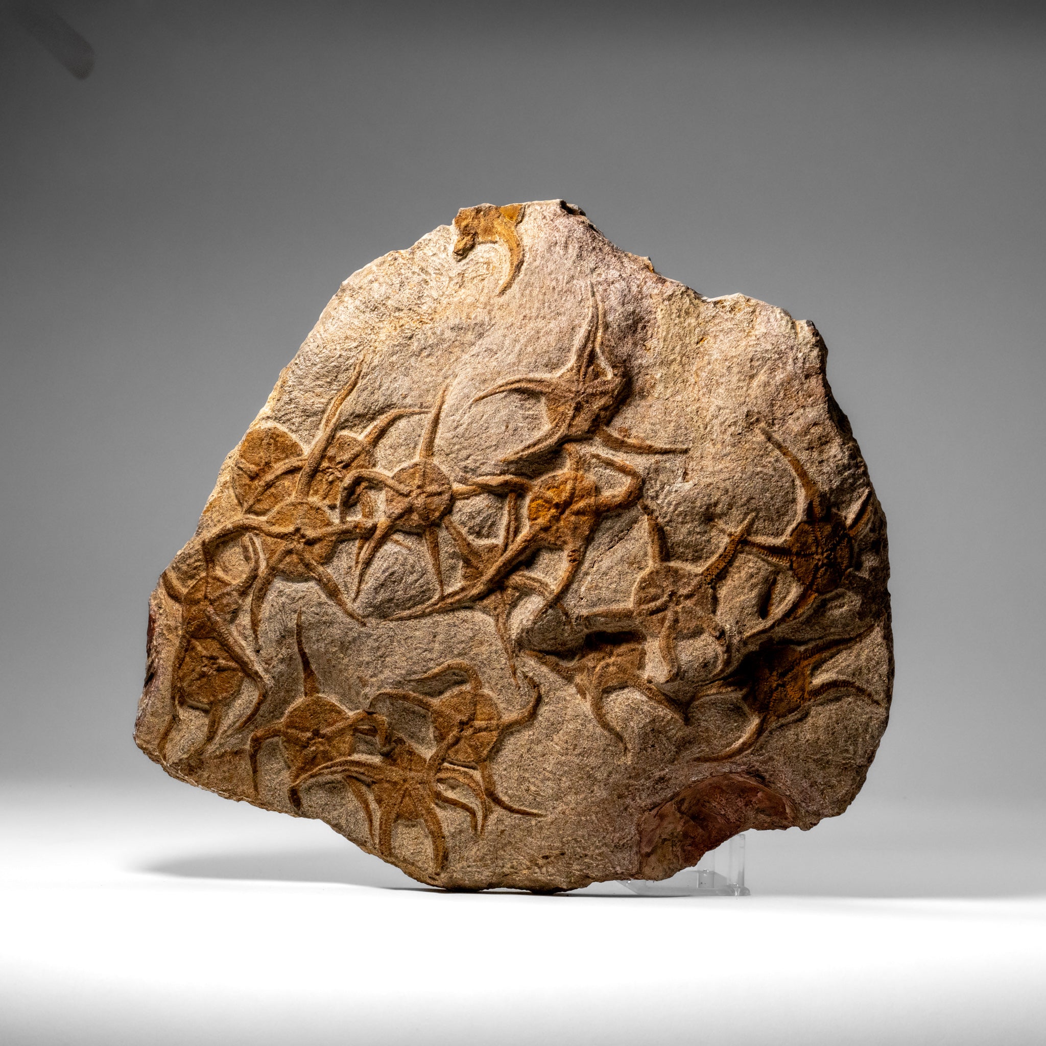 Genuine Ophiuroidea Brittle Star Fossil (8 lbs)