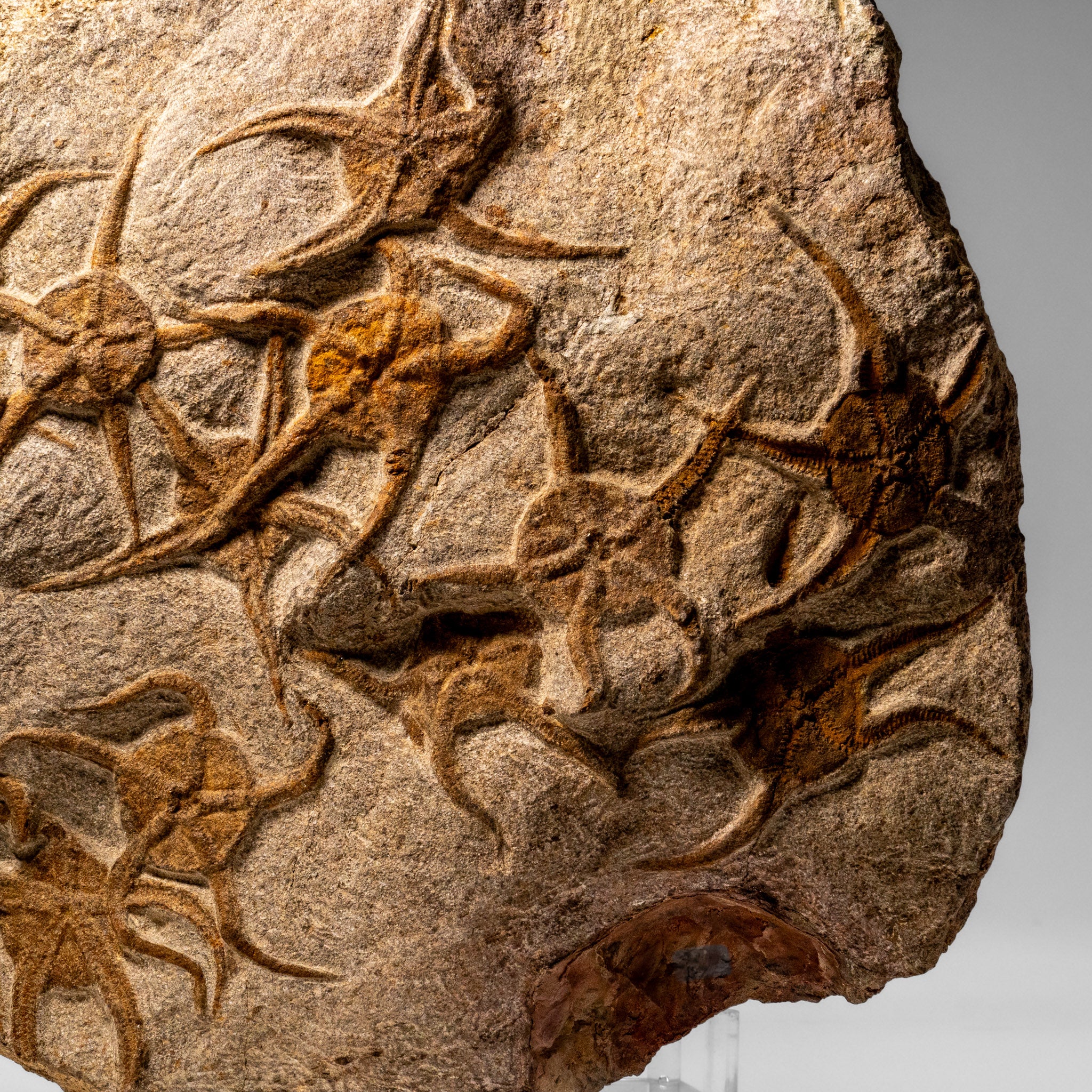 Genuine Ophiuroidea Brittle Star Fossil (8 lbs)