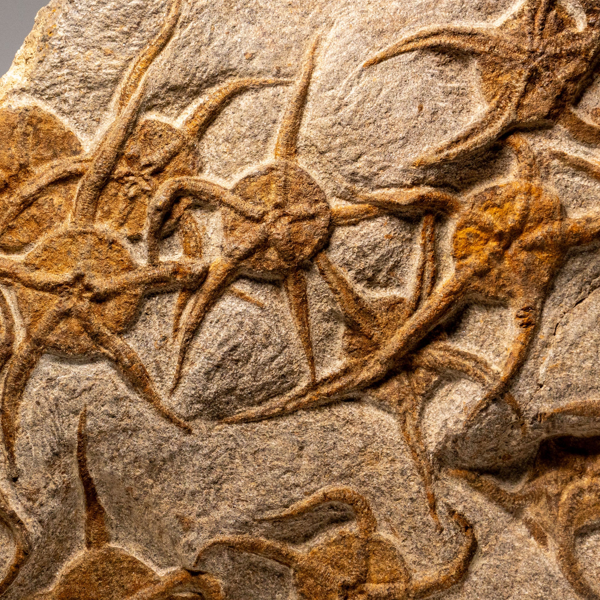 Genuine Ophiuroidea Brittle Star Fossil (8 lbs)