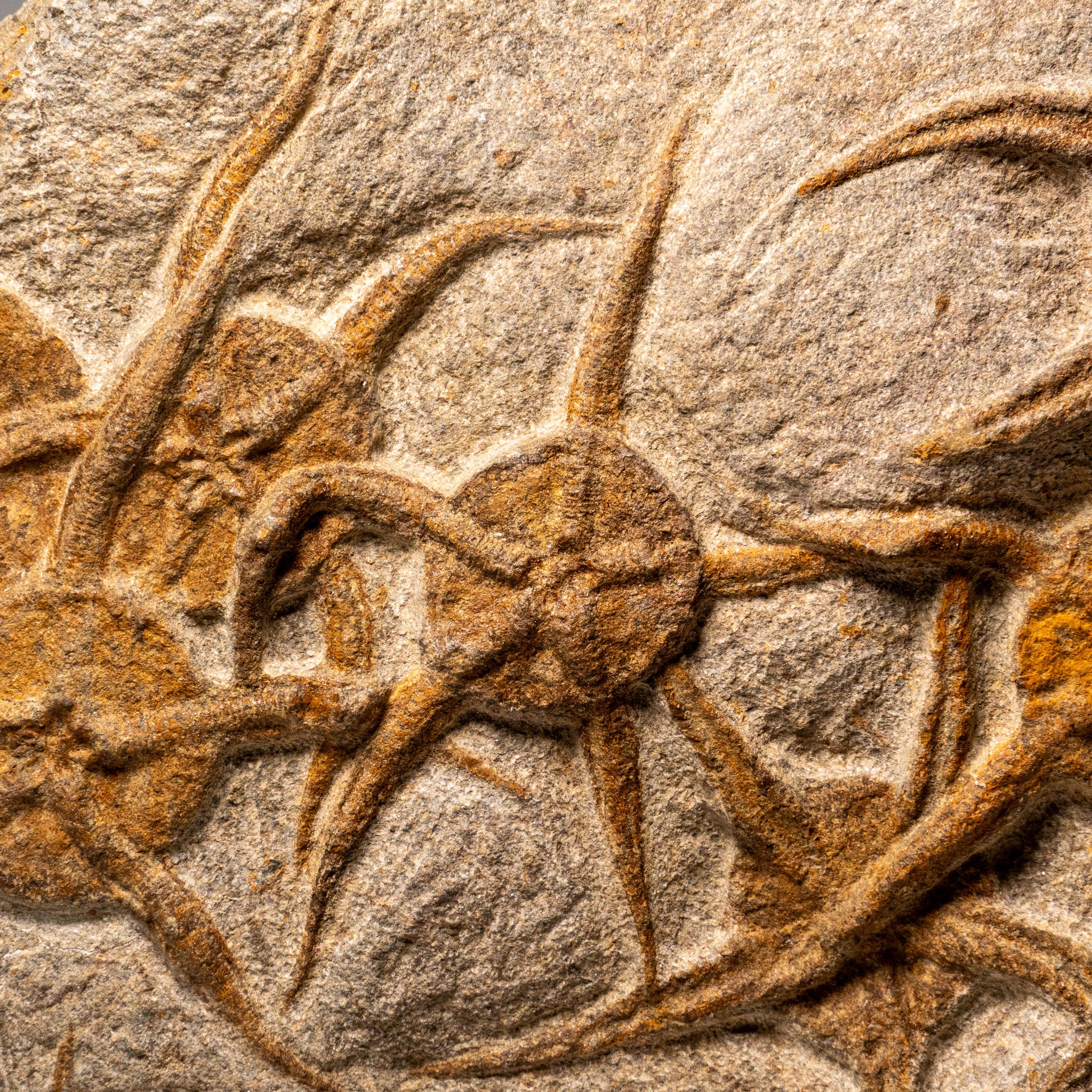 Genuine Ophiuroidea Brittle Star Fossil (8 lbs)