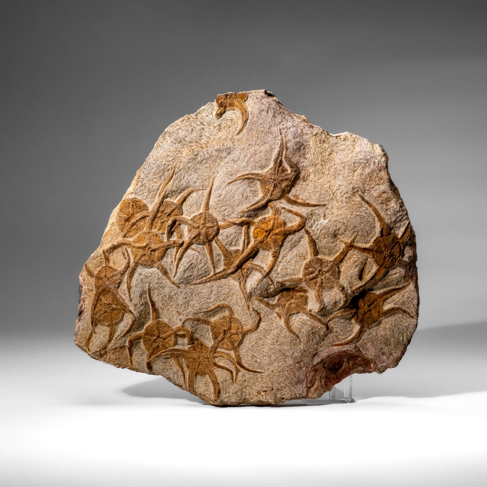 Genuine Ophiuroidea Brittle Star Fossil (8 lbs)