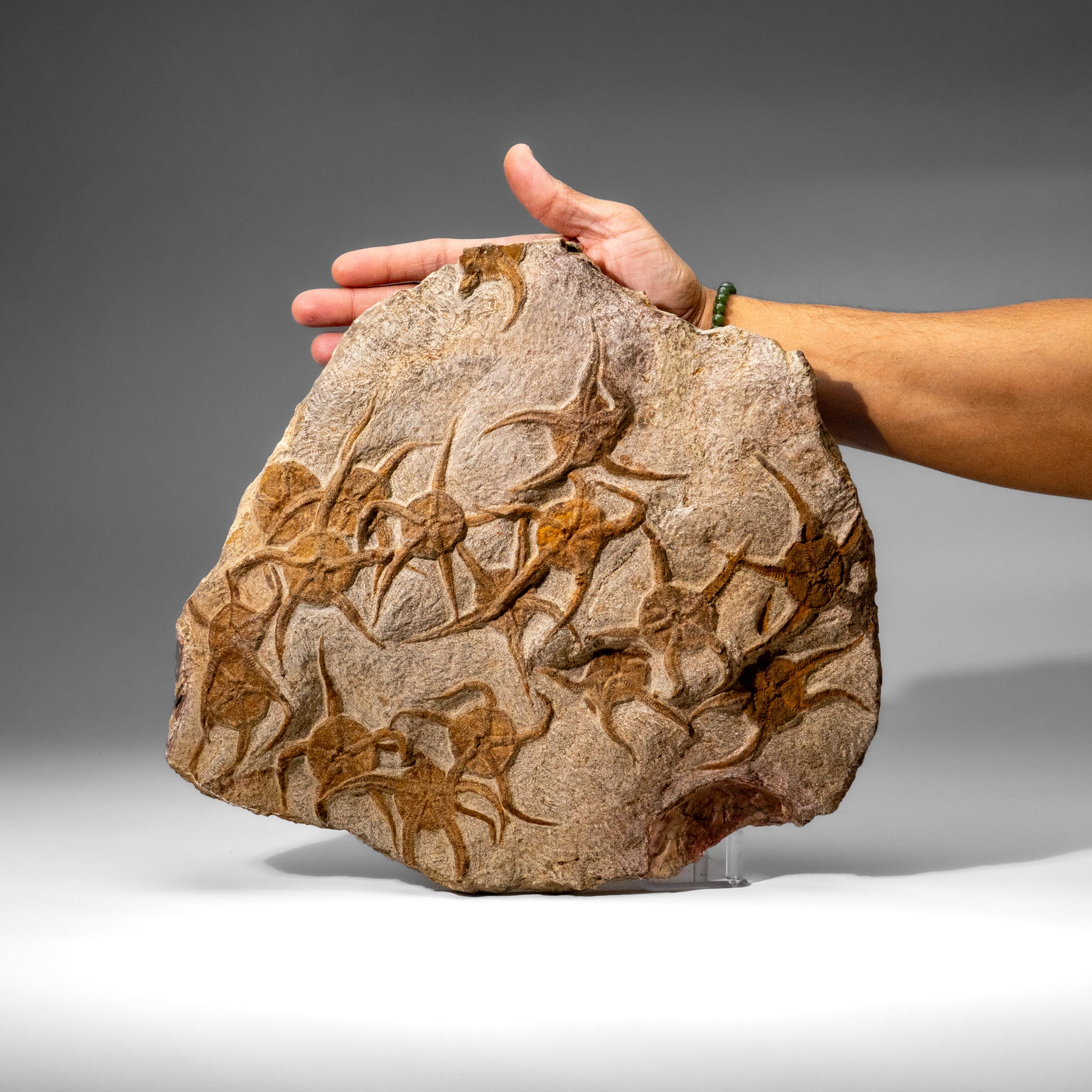 Genuine Ophiuroidea Brittle Star Fossil (8 lbs)