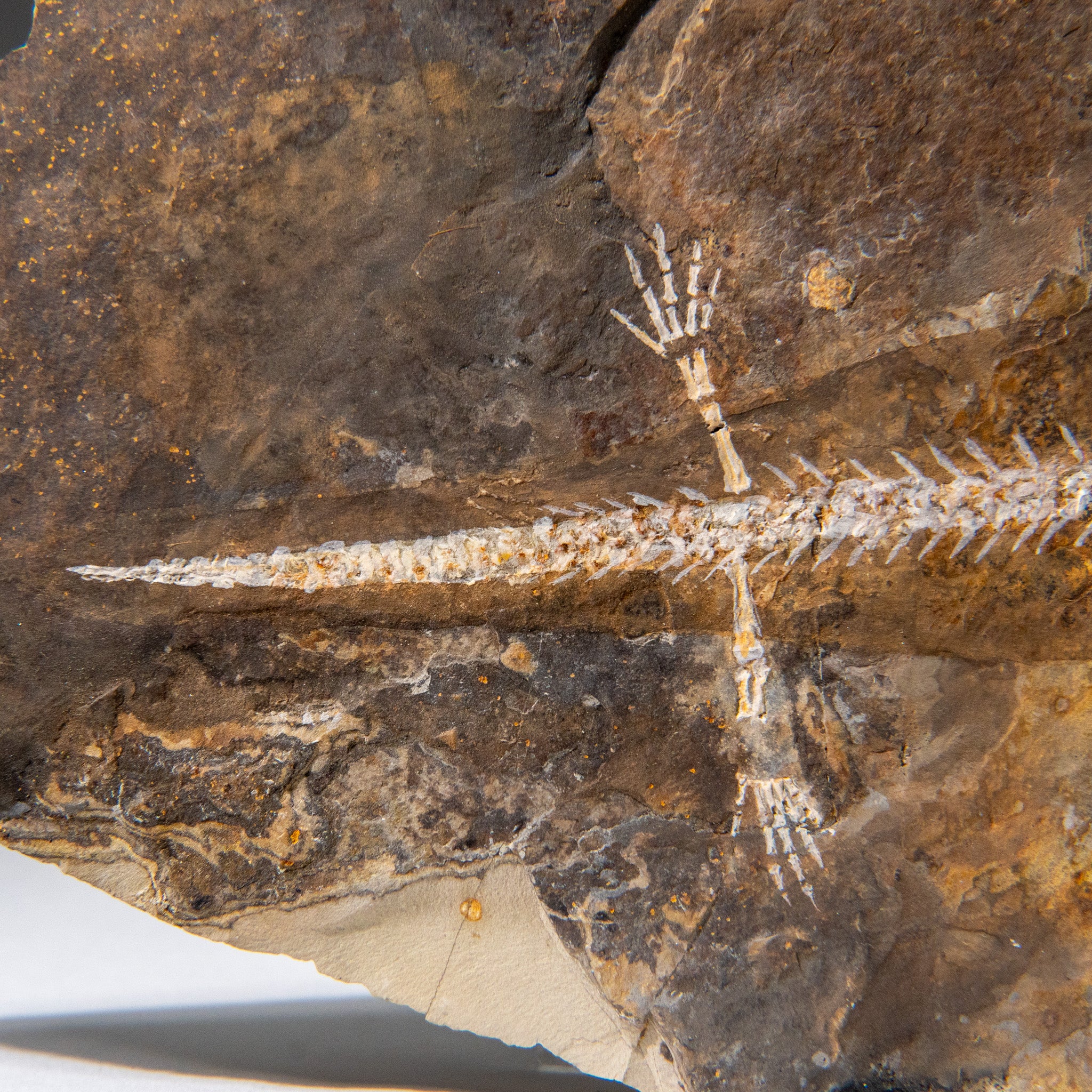 Genuine Liaoxitriton Fossil Plate (199.5 grams)