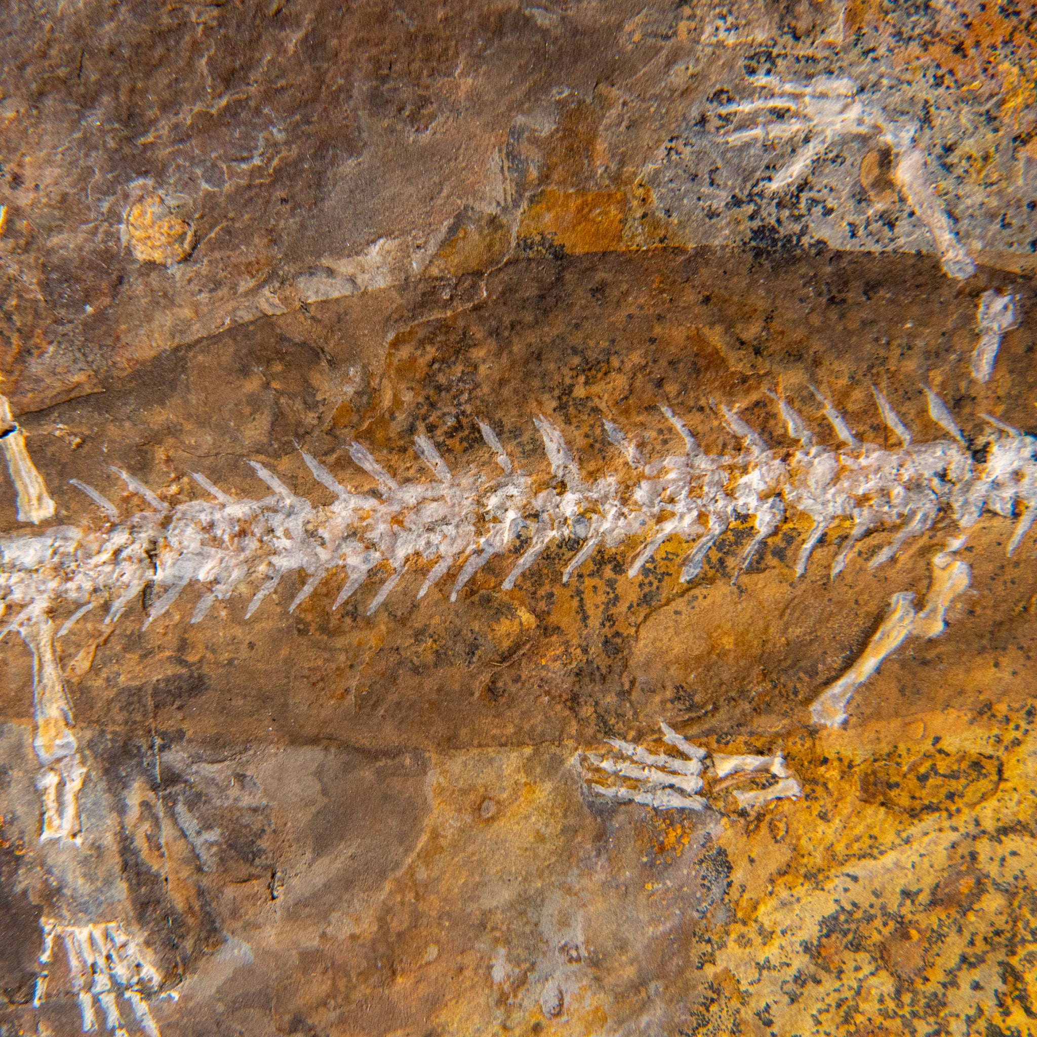 Genuine Liaoxitriton Fossil Plate (199.5 grams)