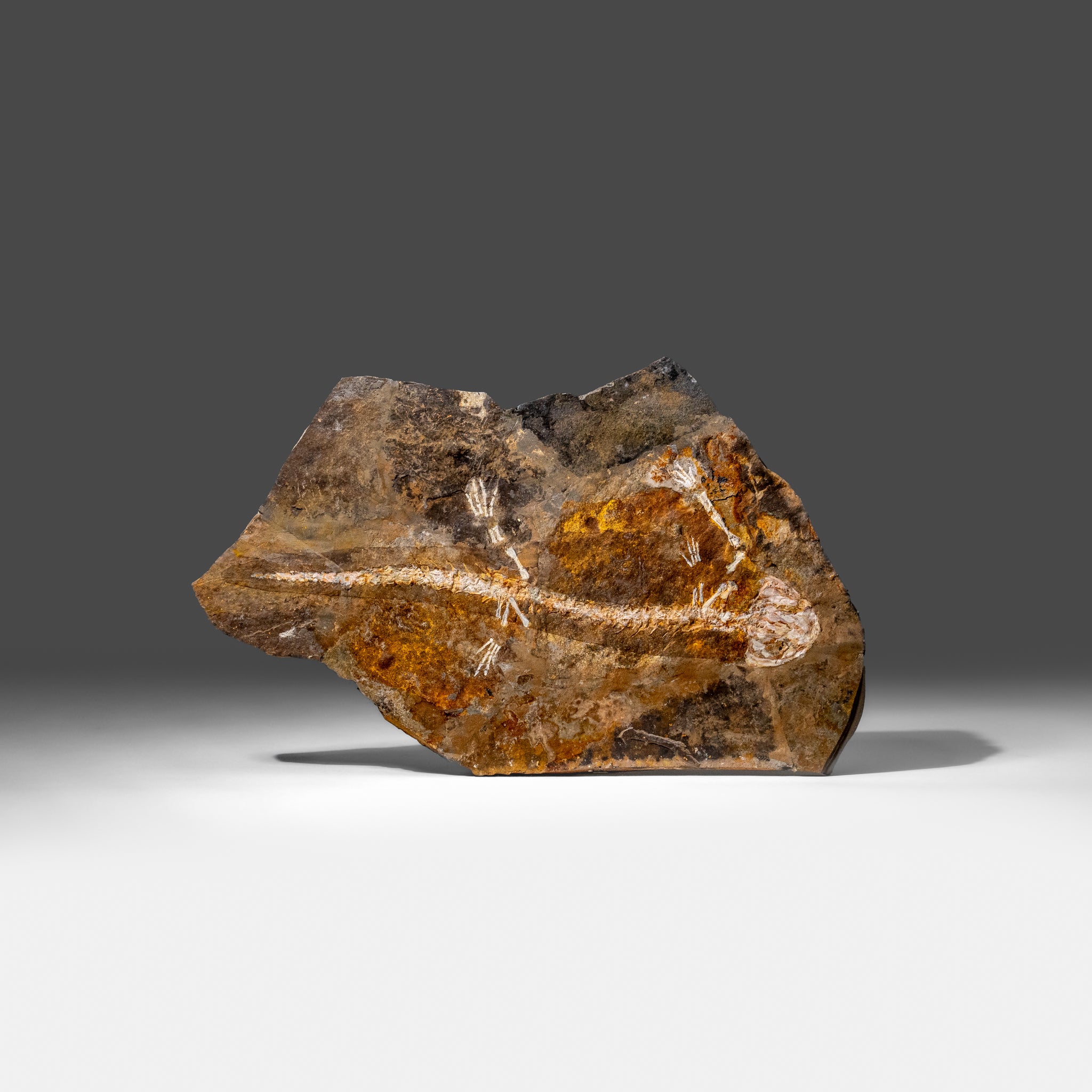 Genuine Liaoxitriton Fossil Plate (223 grams)