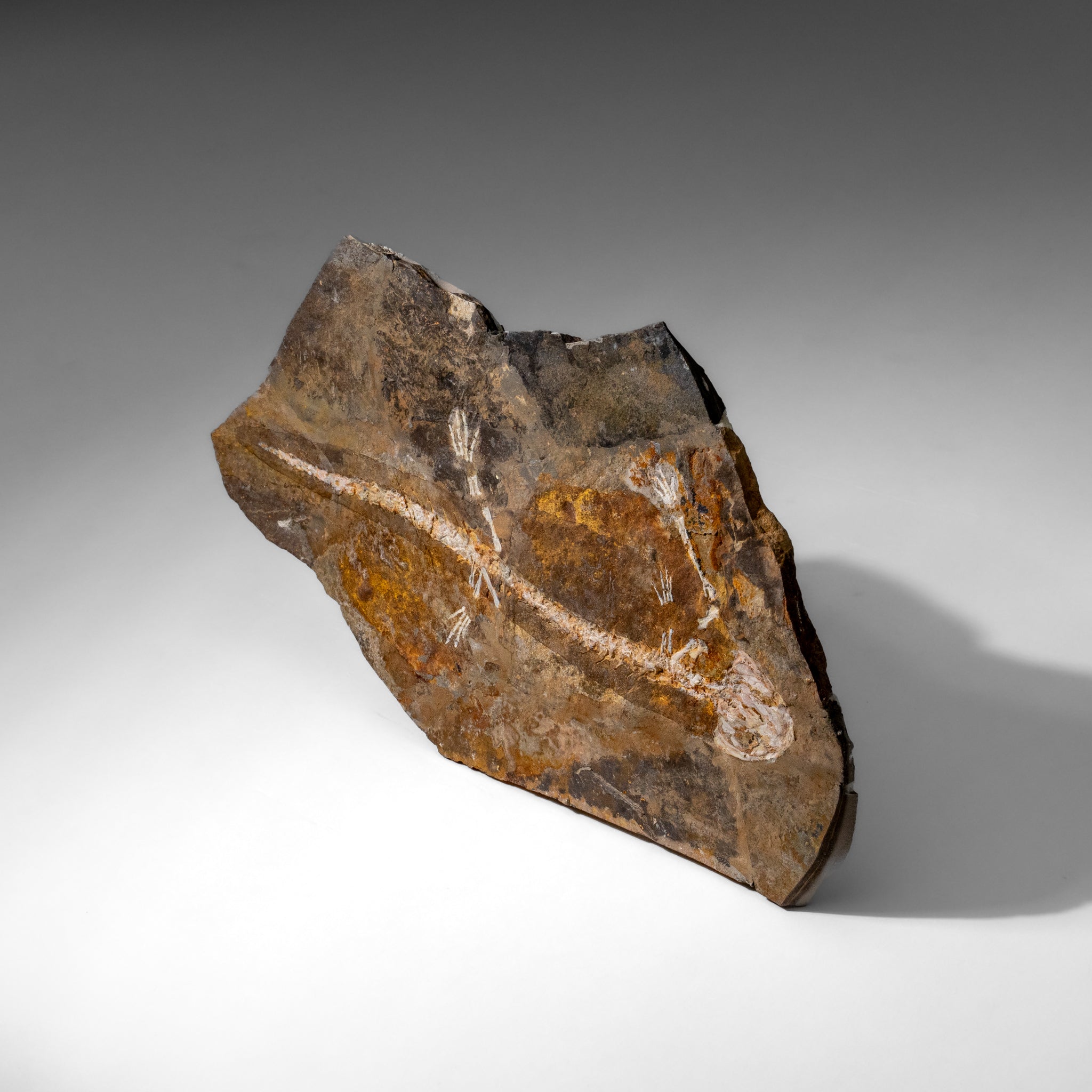 Genuine Liaoxitriton Fossil Plate (223 grams)