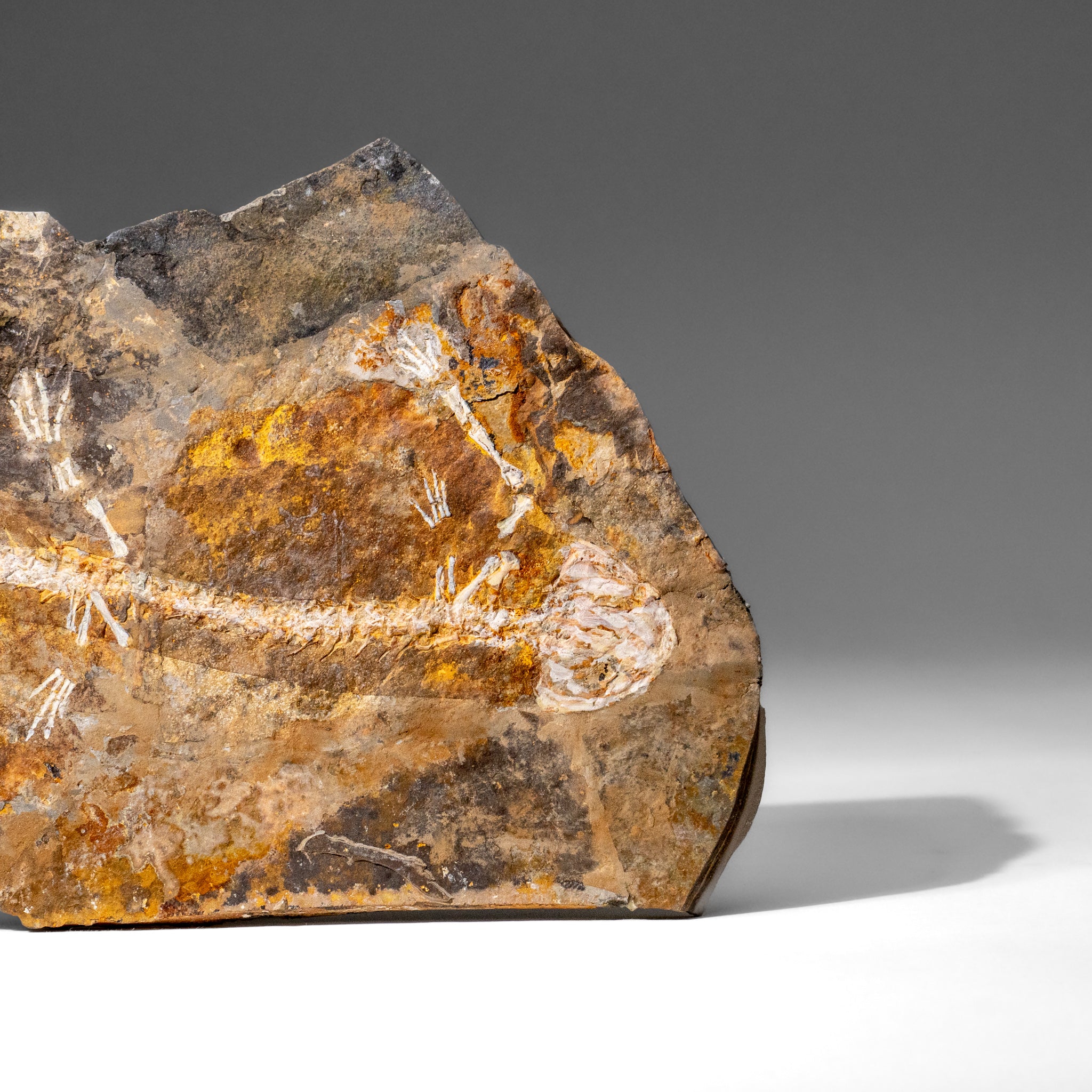 Genuine Liaoxitriton Fossil Plate (223 grams)