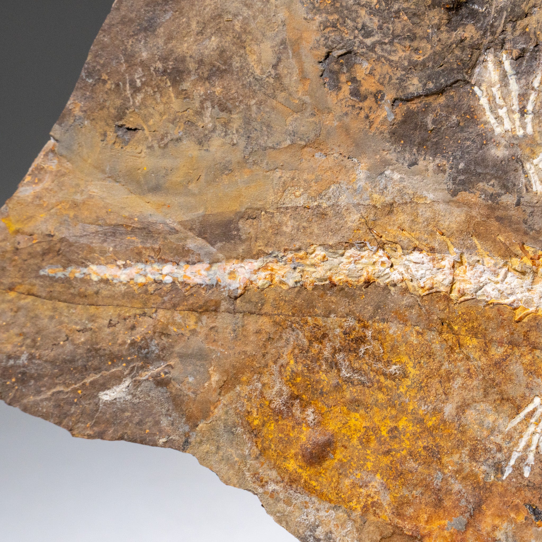 Genuine Liaoxitriton Fossil Plate (223 grams)