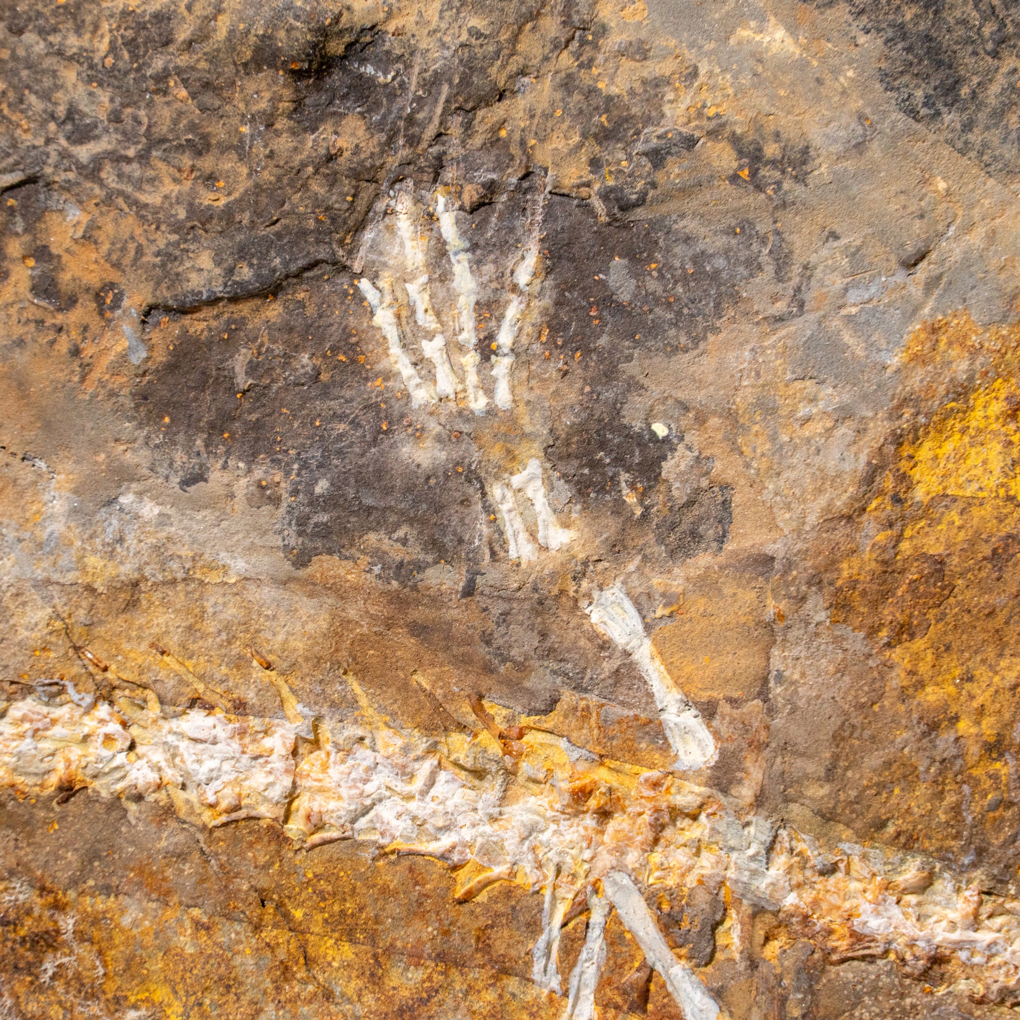 Genuine Liaoxitriton Fossil Plate (223 grams)