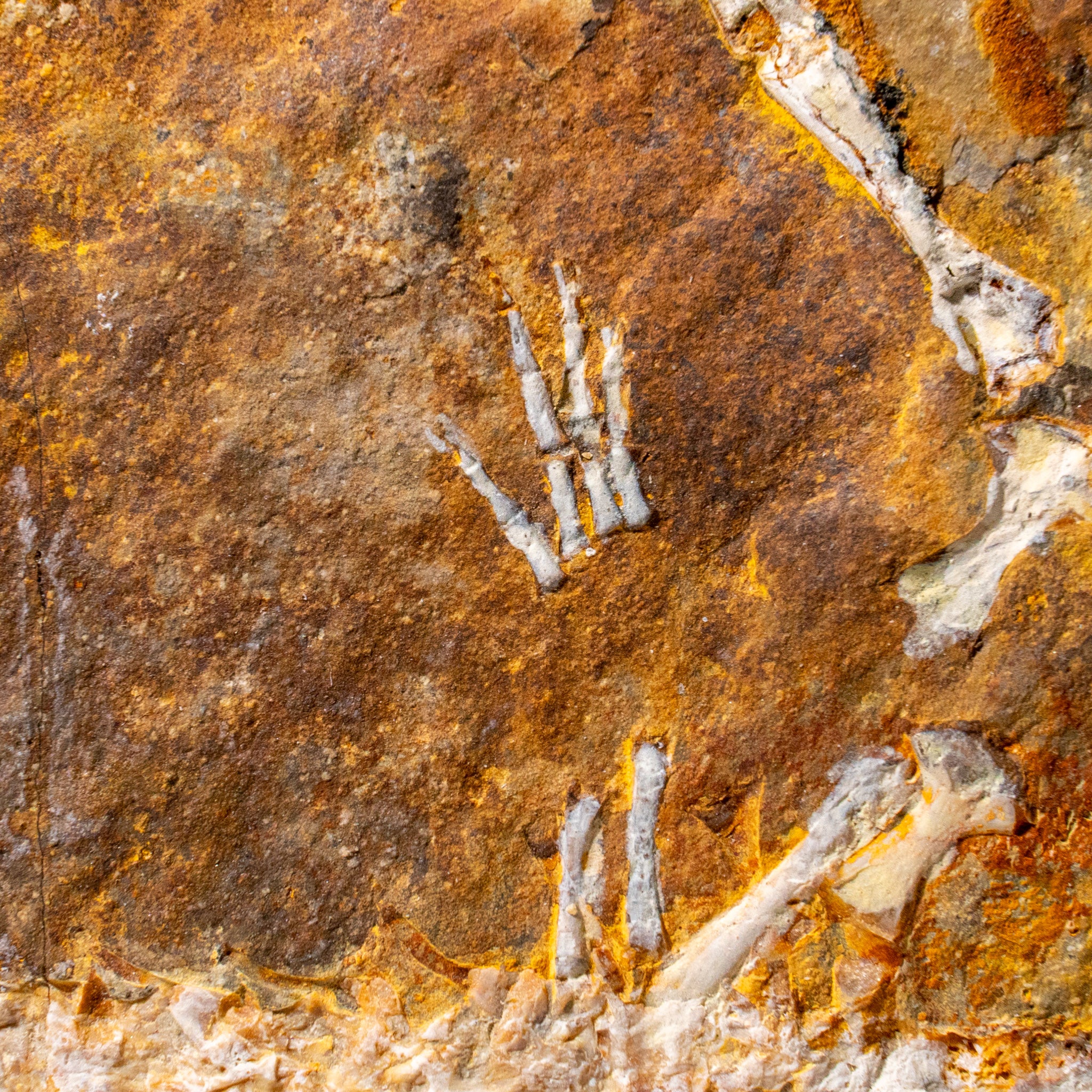 Genuine Liaoxitriton Fossil Plate (223 grams)