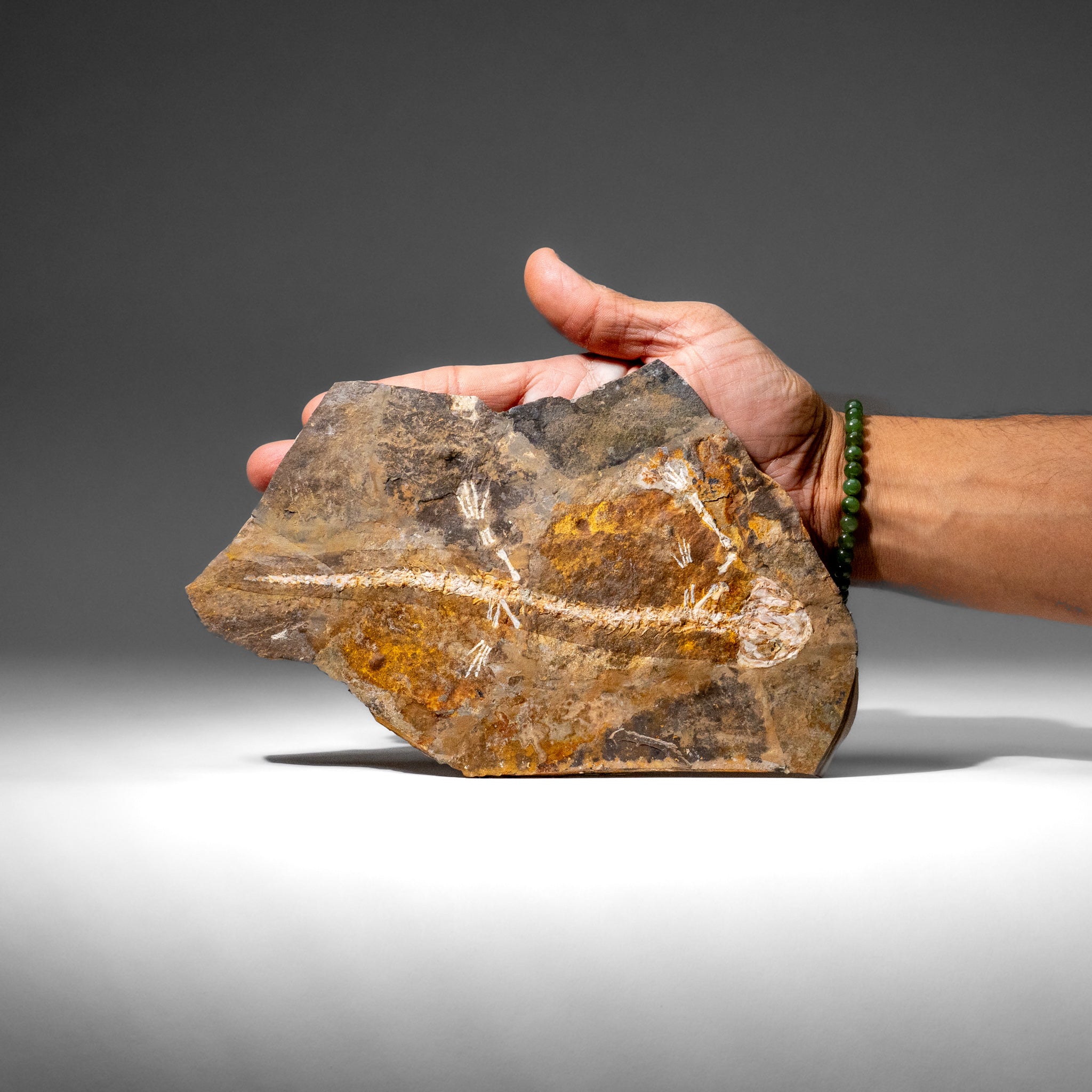 Genuine Liaoxitriton Fossil Plate (223 grams)