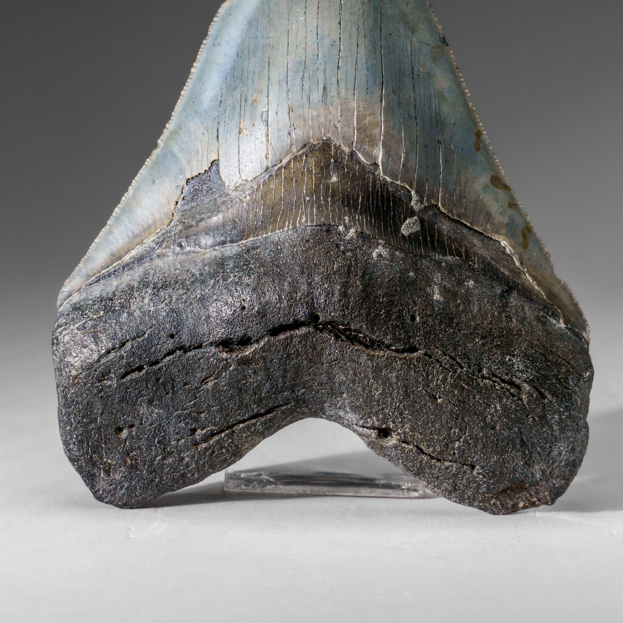 Genuine Megalodon Shark Tooth in Display Box (286 grams)