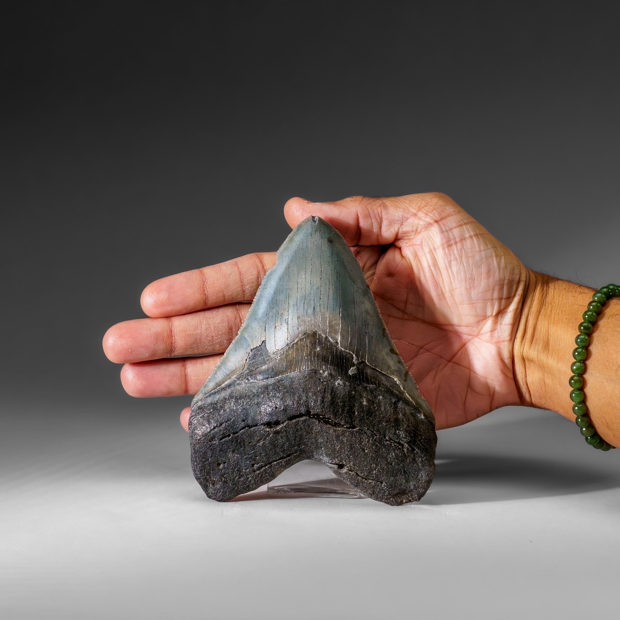 Genuine Megalodon Shark Tooth in Display Box (286 grams)
