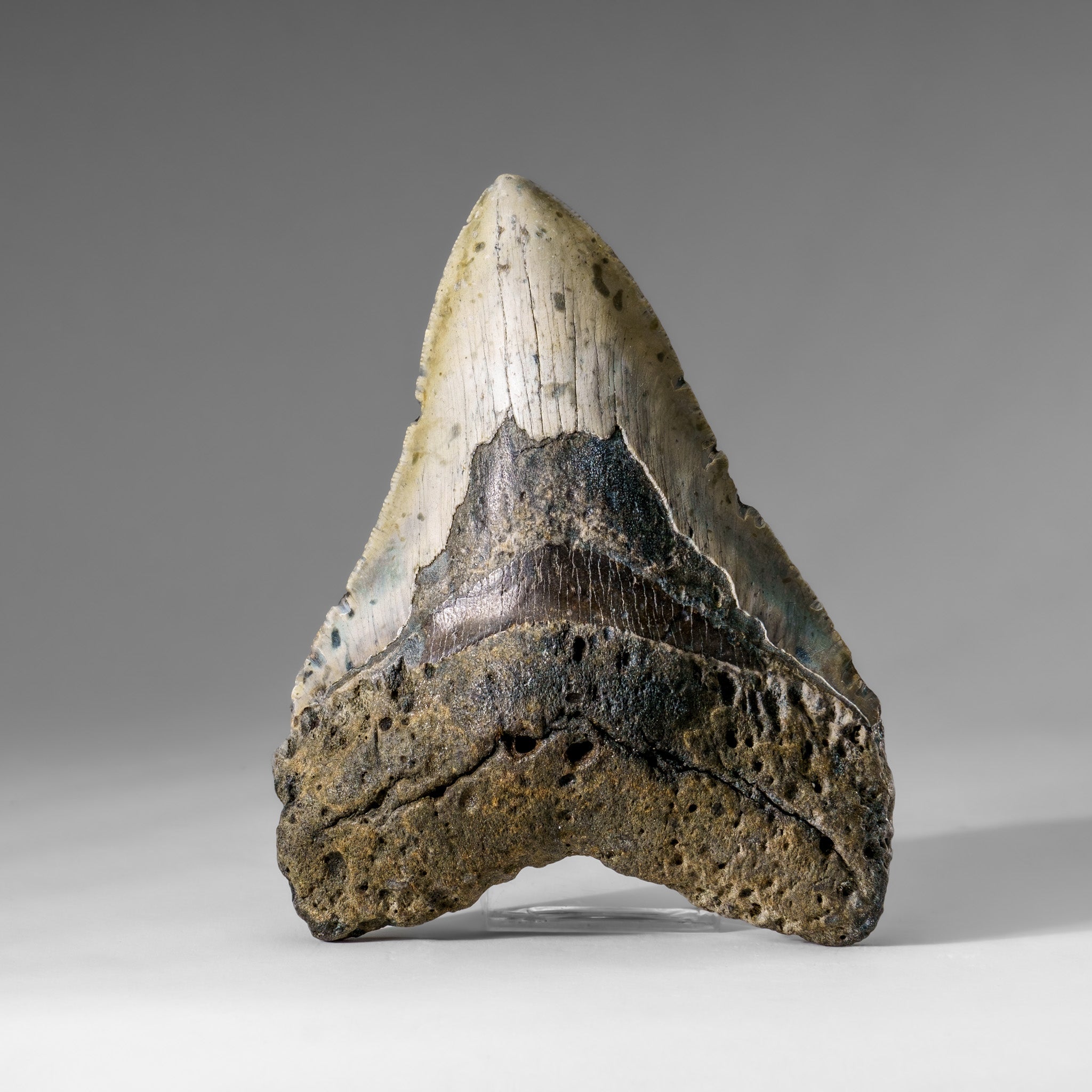 Genuine Megalodon Shark Tooth in Display Box (304 grams)