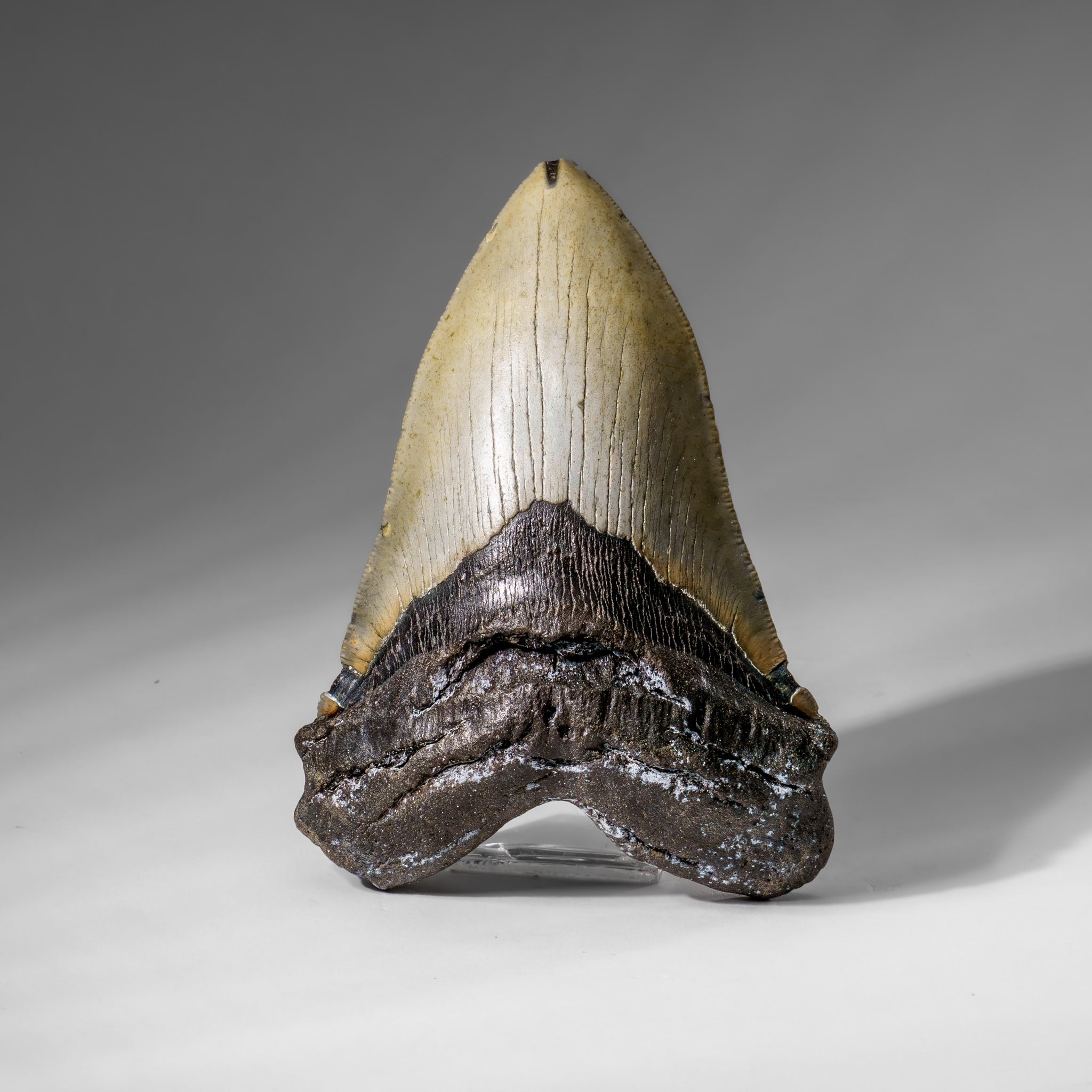 Genuine Megalodon Shark Tooth in Display Box (345.5 grams)
