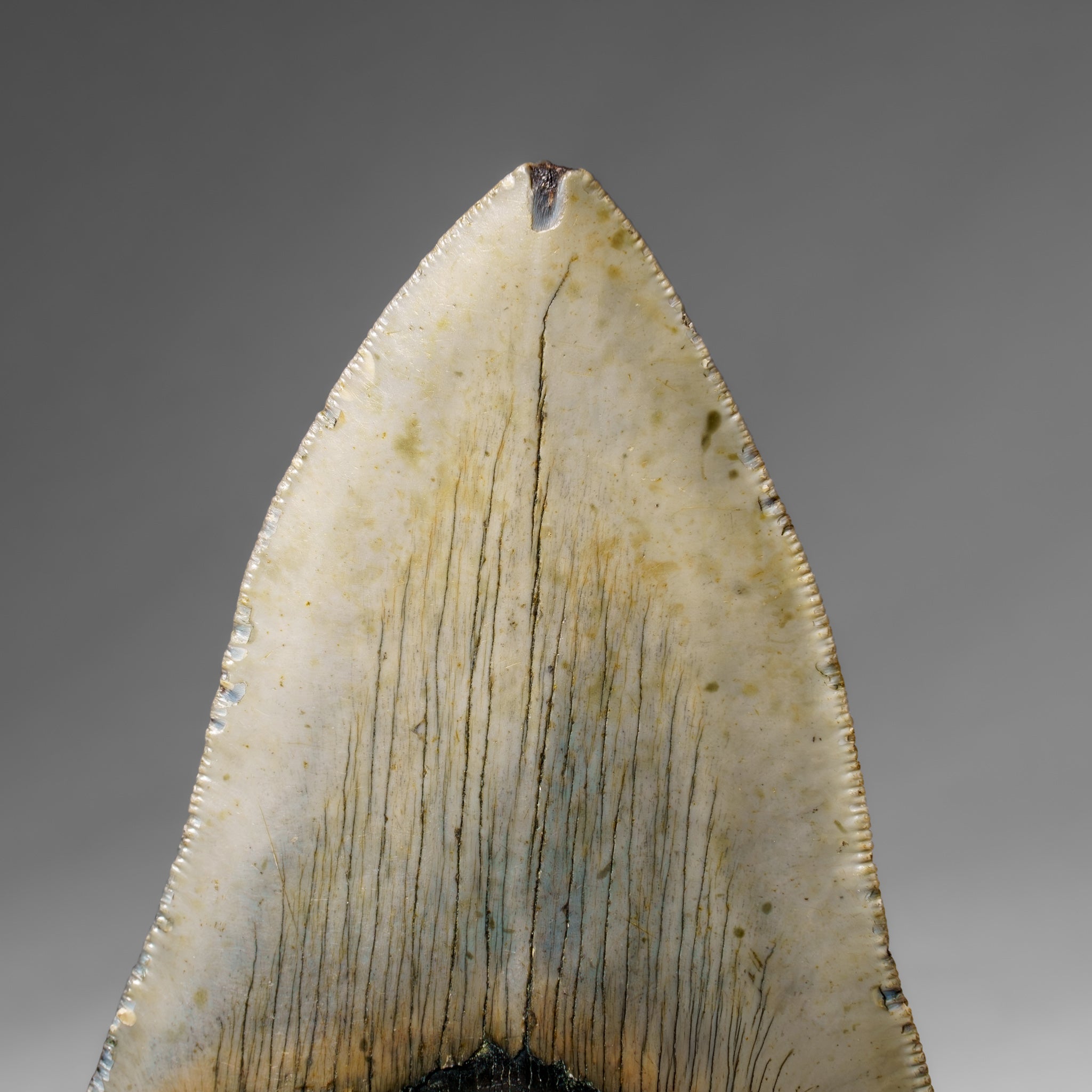 Genuine Megalodon Shark Tooth in Display Box (345.5 grams)