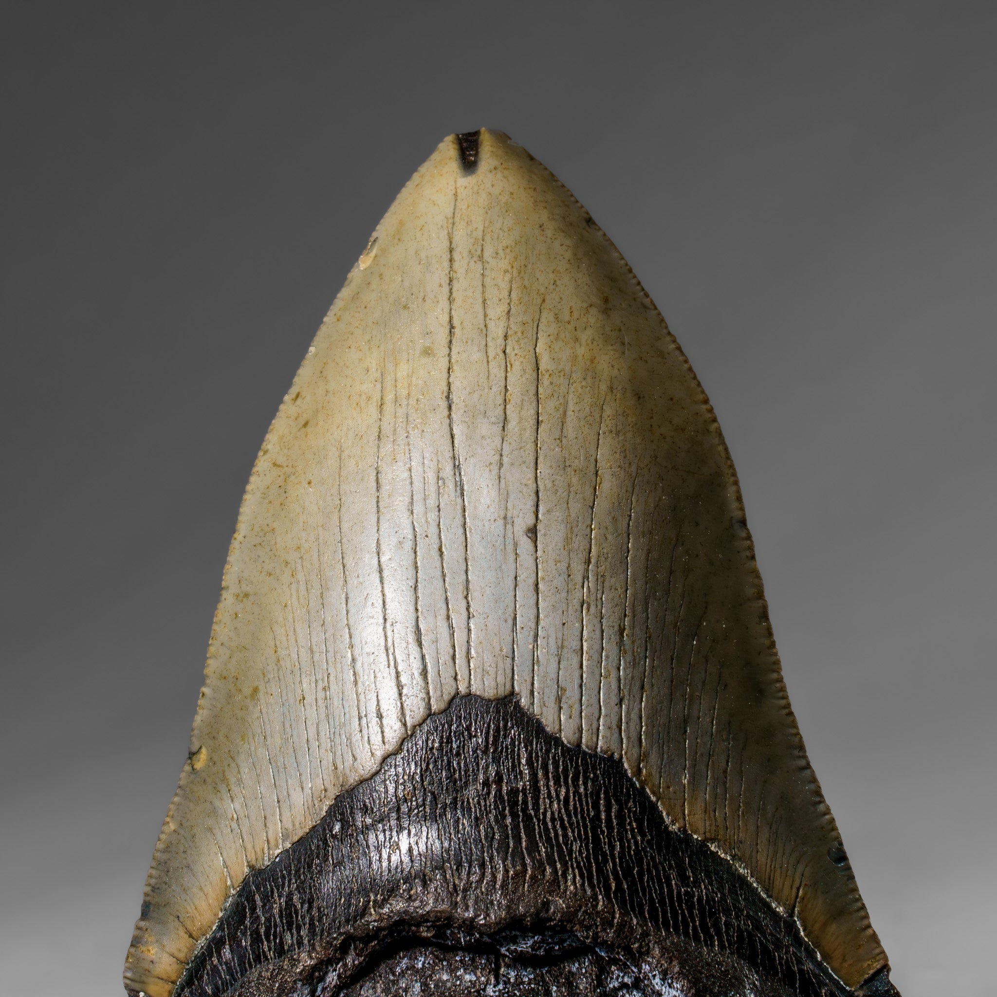 Genuine Megalodon Shark Tooth in Display Box (345.5 grams)