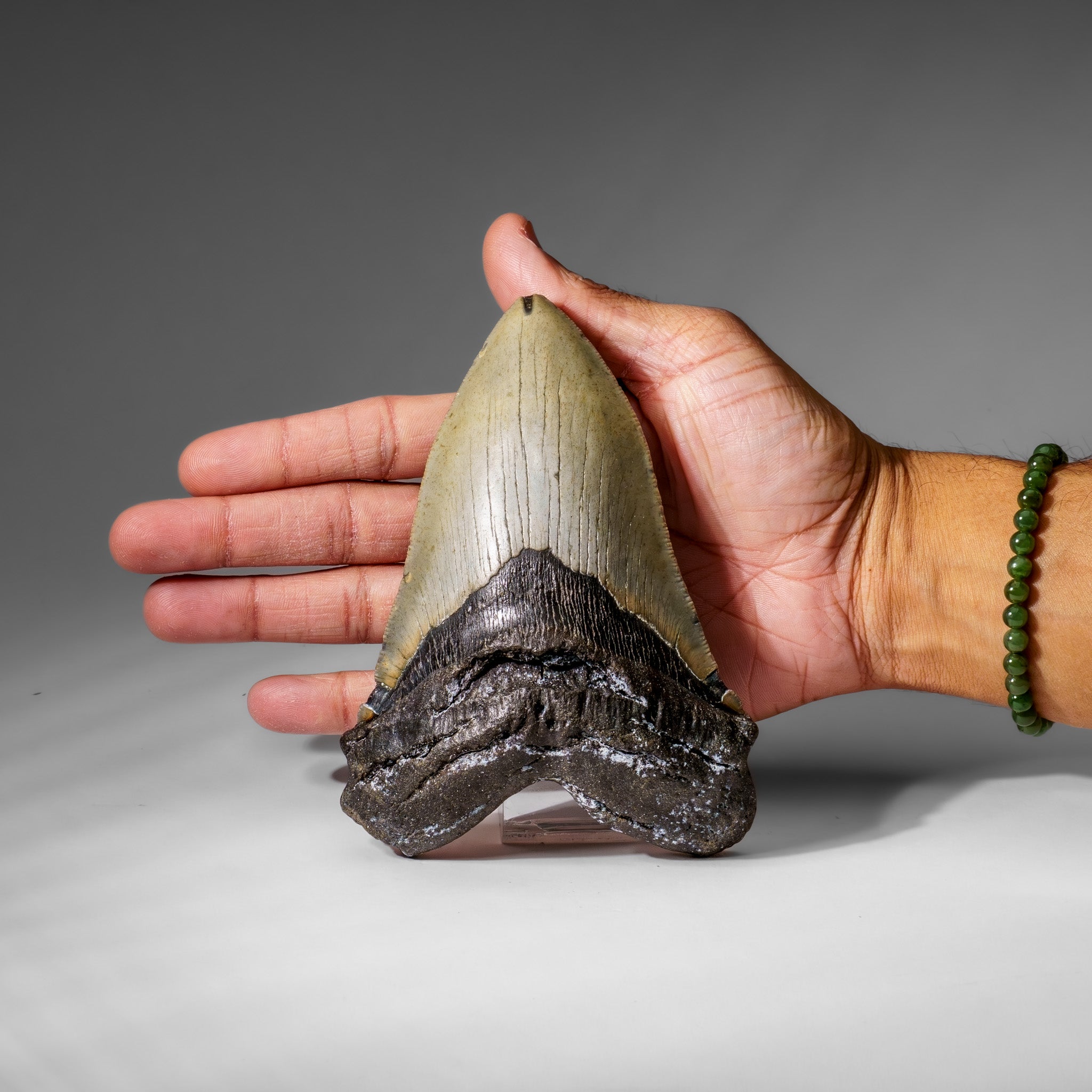 Genuine Megalodon Shark Tooth in Display Box (345.5 grams)
