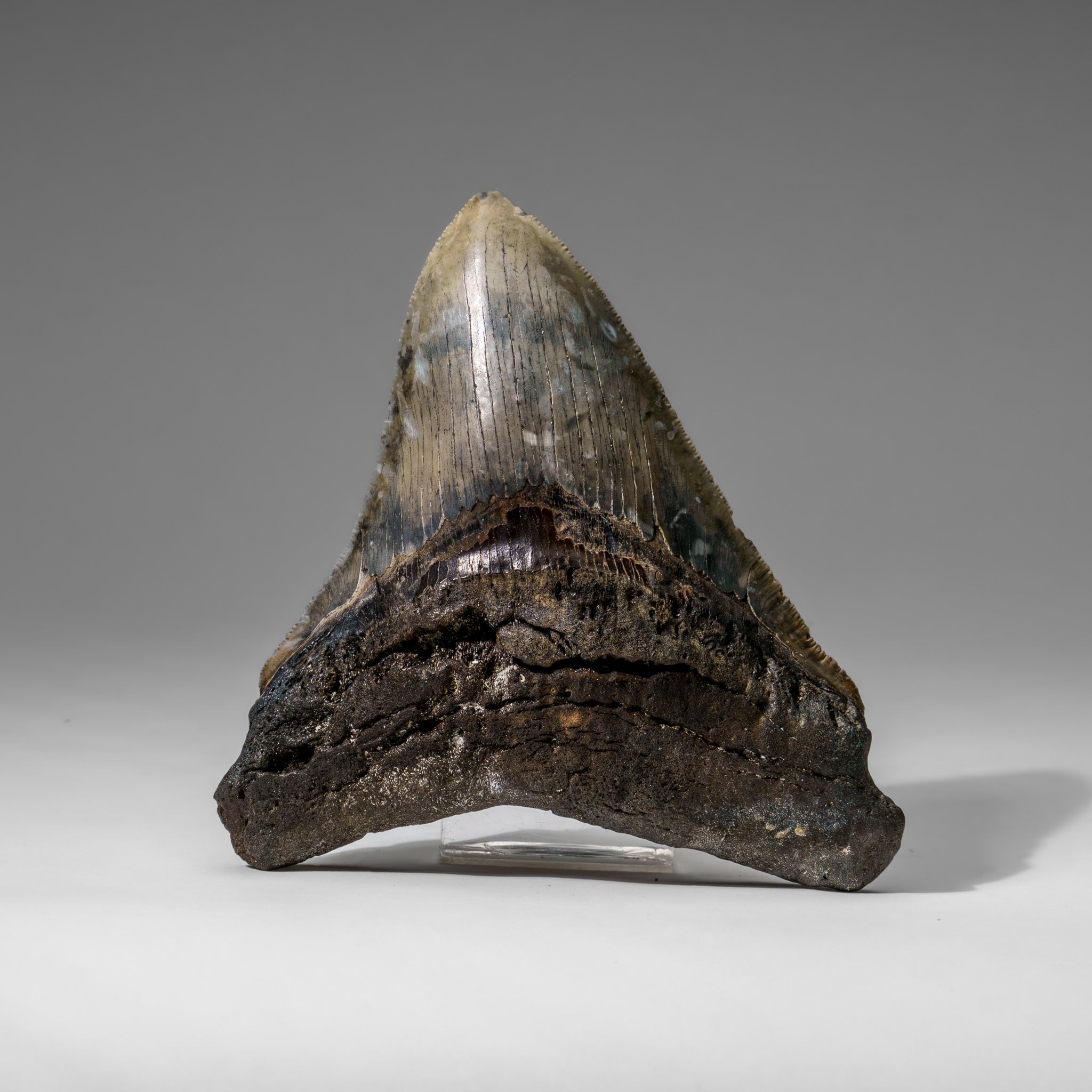 Genuine Megalodon Shark Tooth in Display Box (284.7 grams)