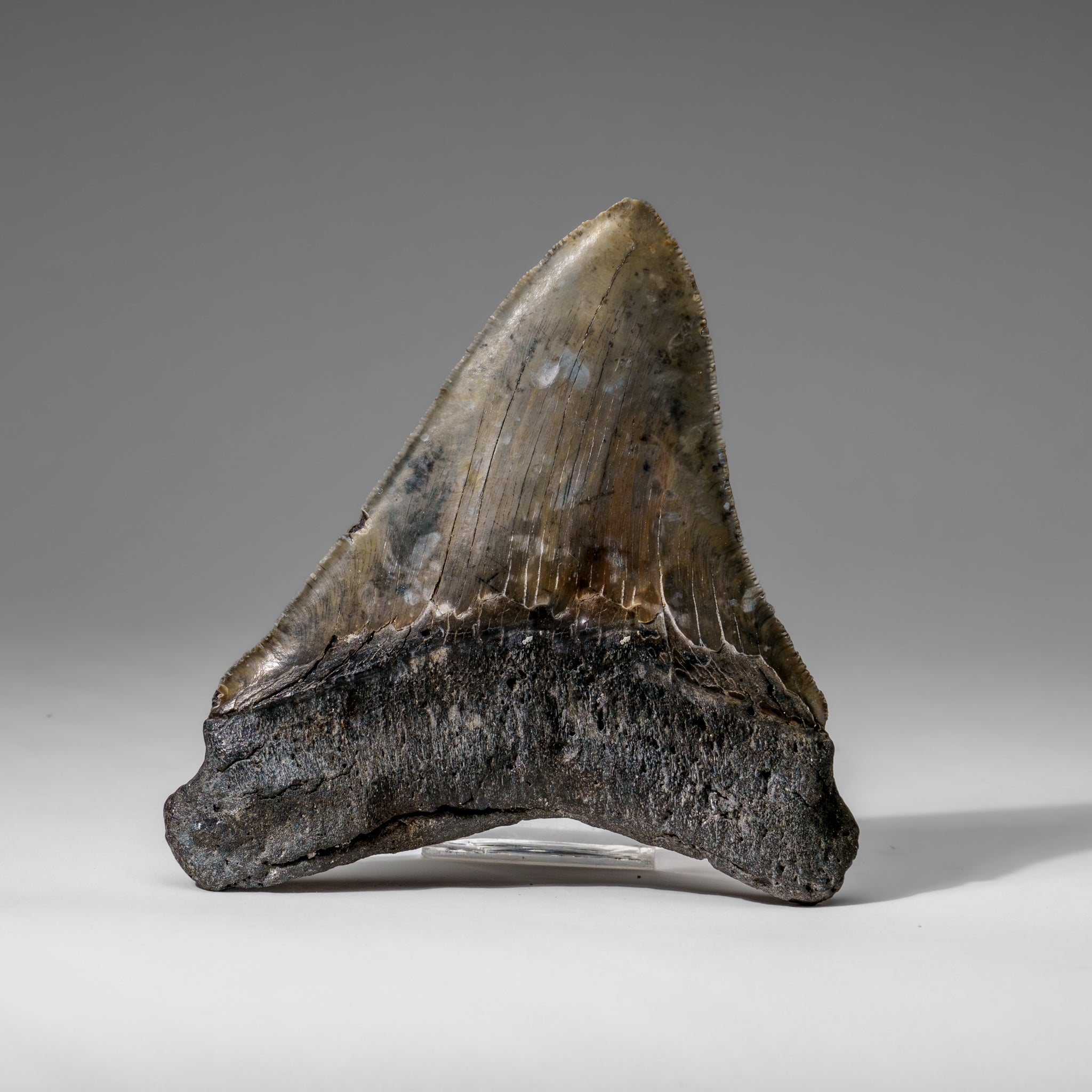 Genuine Megalodon Shark Tooth in Display Box (284.7 grams)