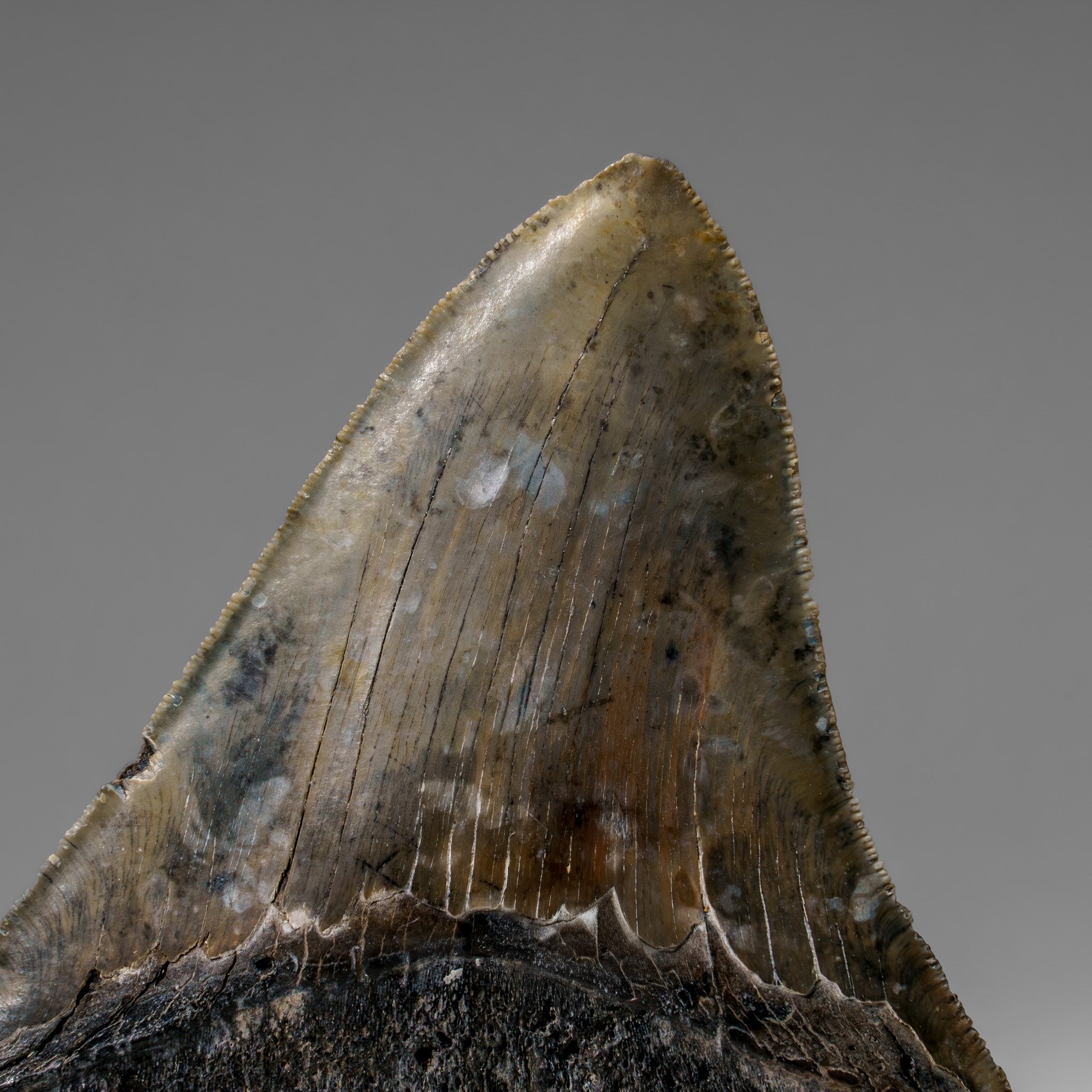 Genuine Megalodon Shark Tooth in Display Box (284.7 grams)