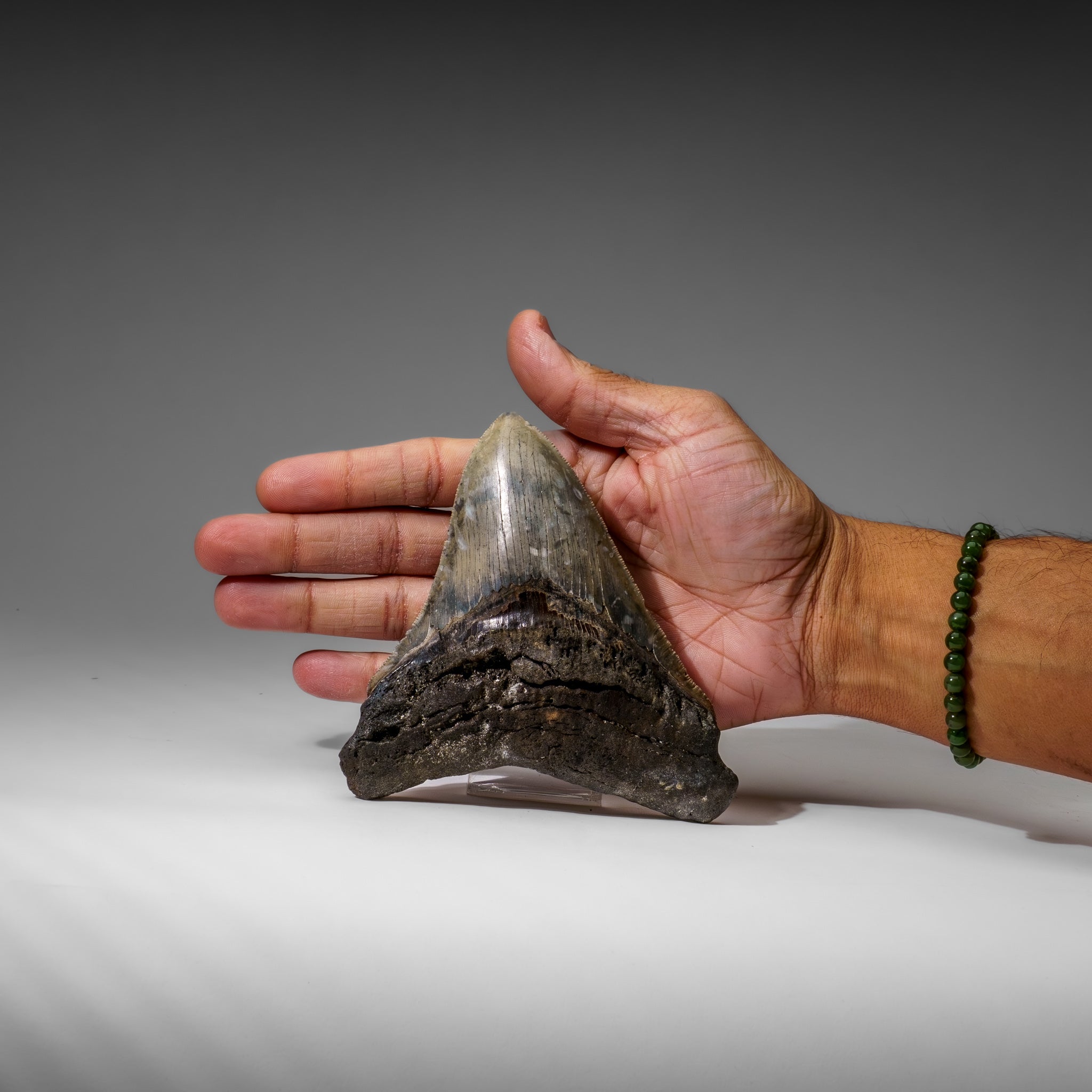 Genuine Megalodon Shark Tooth in Display Box (284.7 grams)