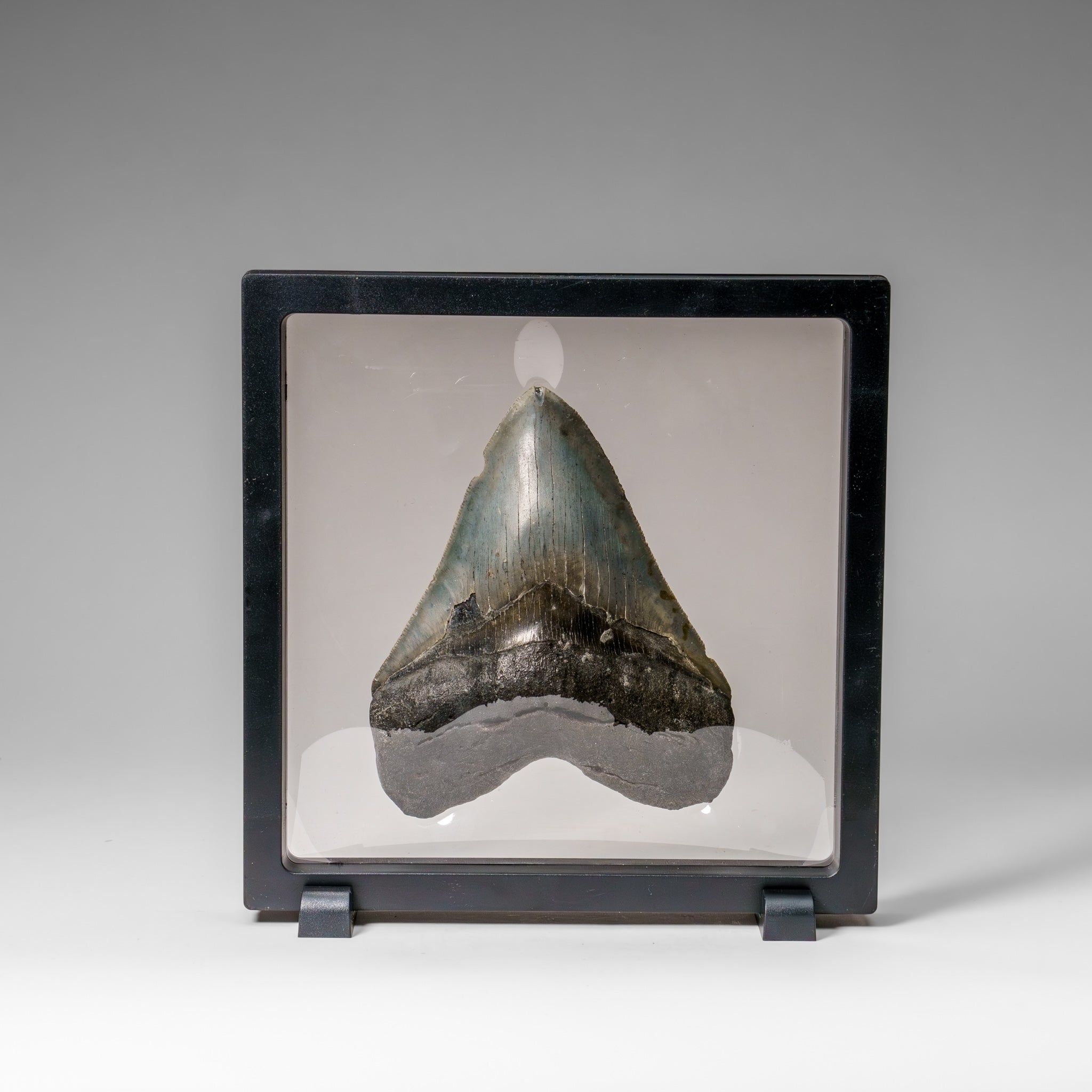 Genuine Megalodon Shark Tooth in Display Box (286 grams)
