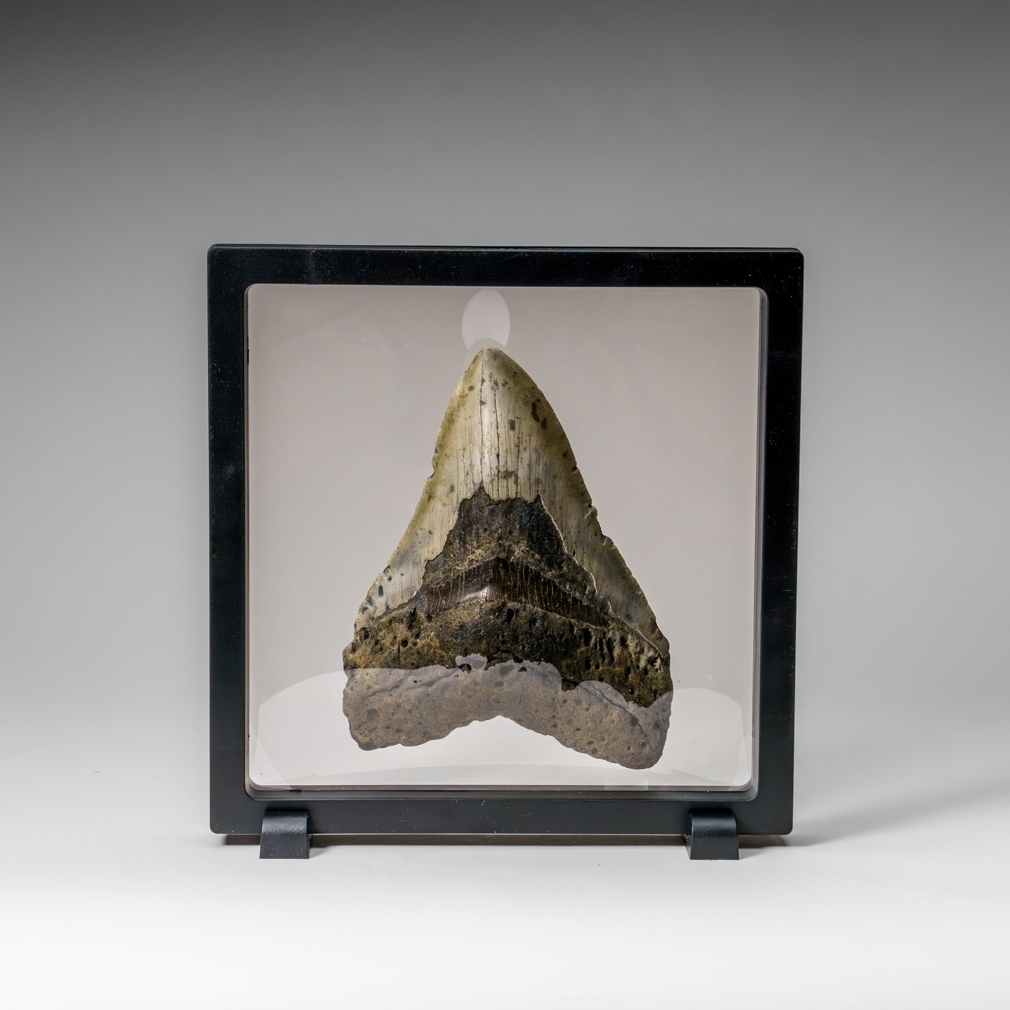 Genuine Megalodon Shark Tooth in Display Box (304 grams)
