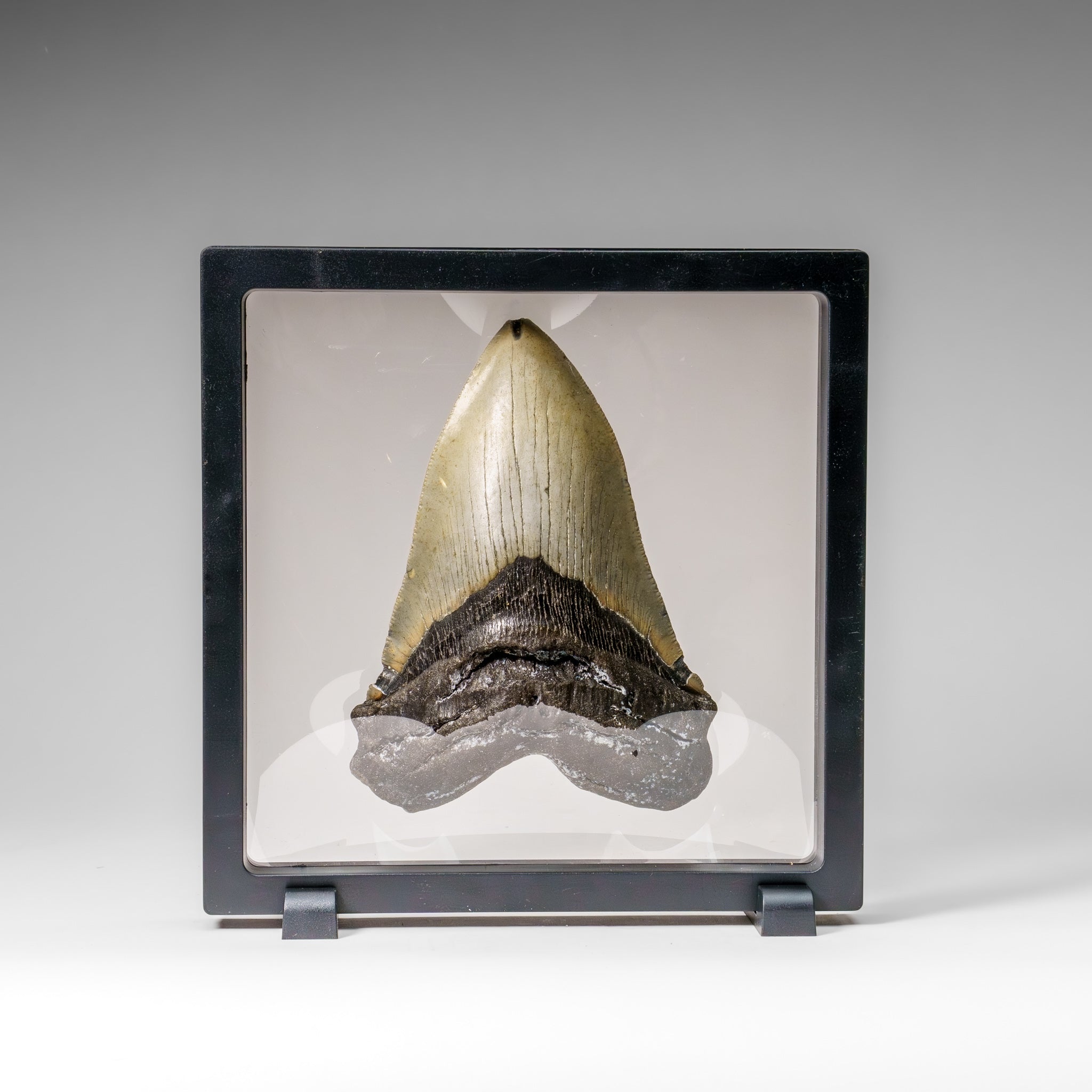 Genuine Megalodon Shark Tooth in Display Box (345.5 grams)