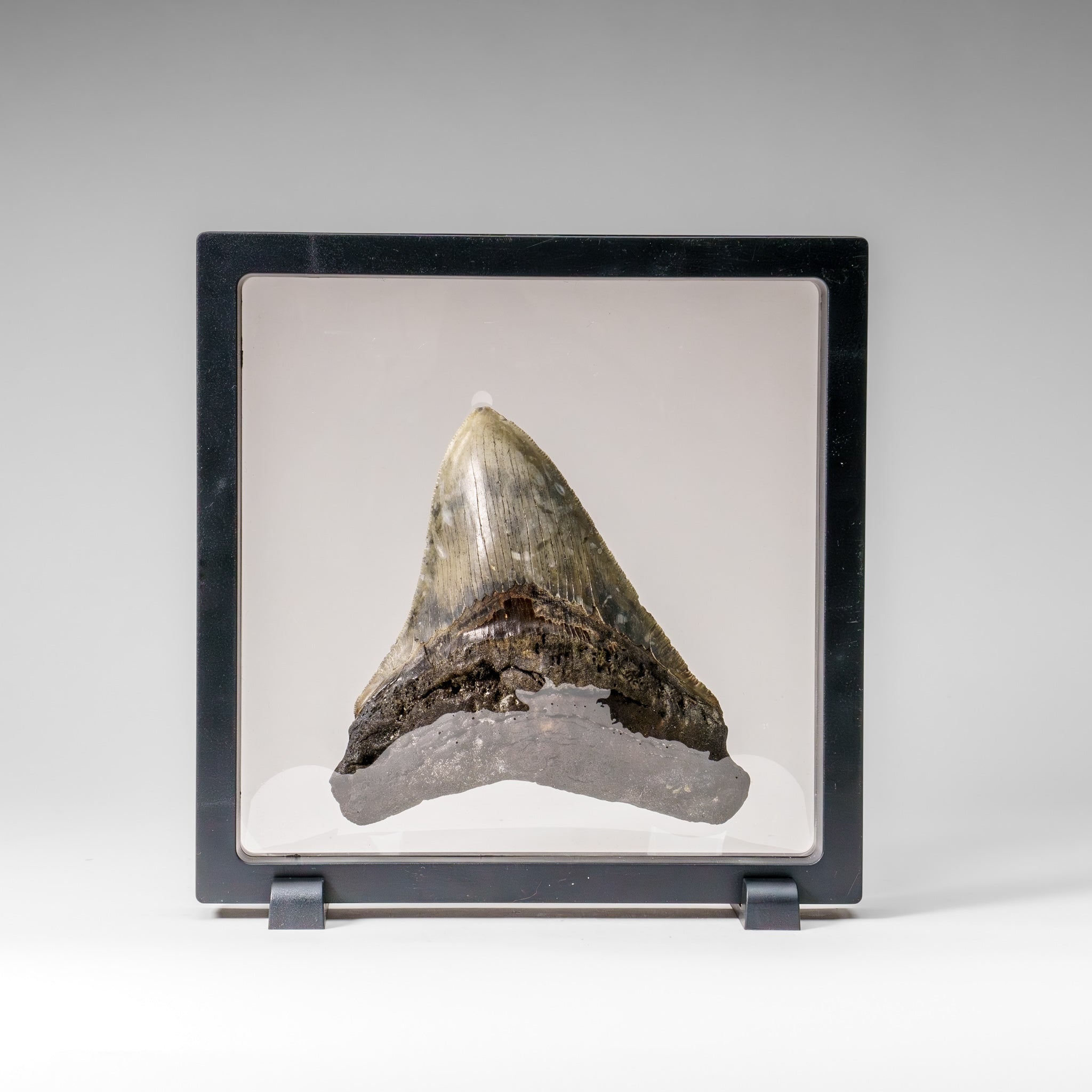 Genuine Megalodon Shark Tooth in Display Box (284.7 grams)