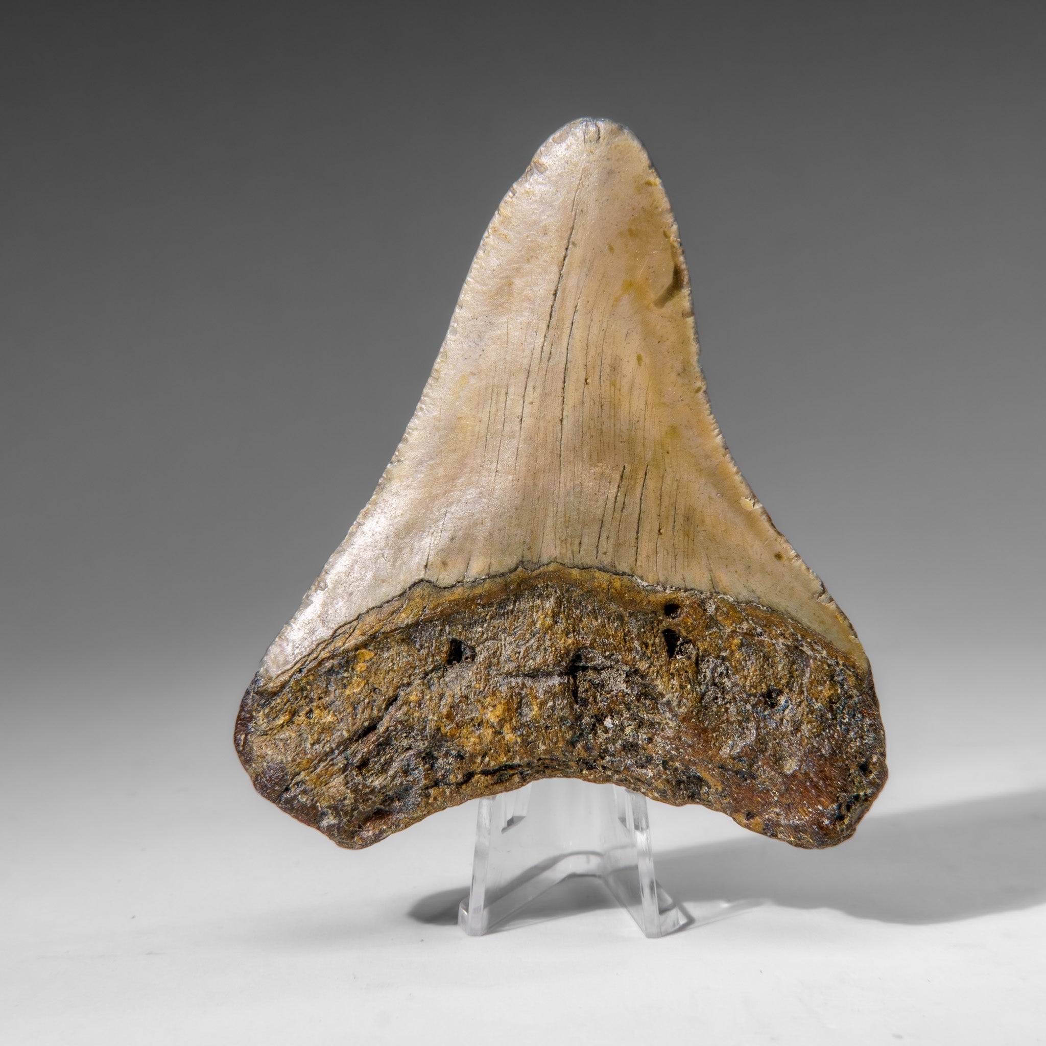 Genuine Megalodon Shark Tooth in Display Box (99.5 grams)