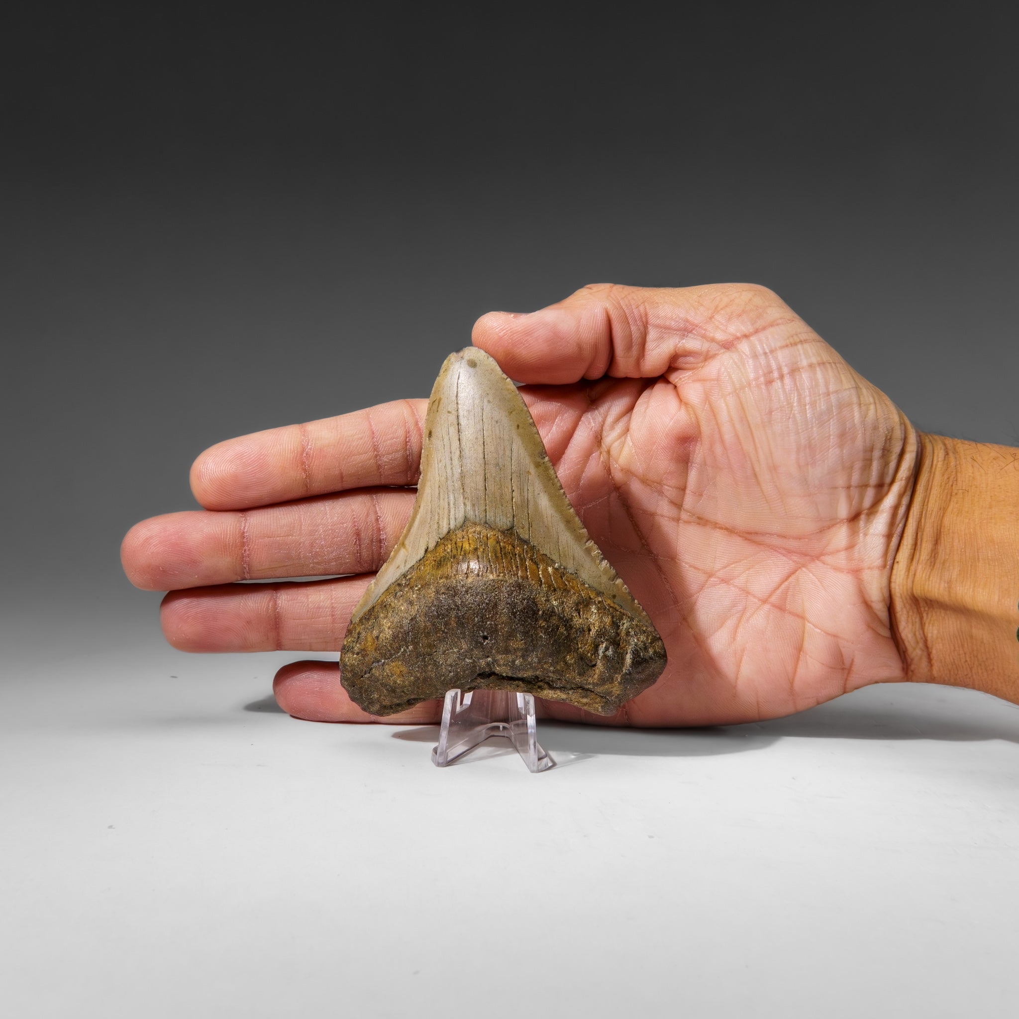 Genuine Megalodon Shark Tooth in Display Box (99.5 grams)