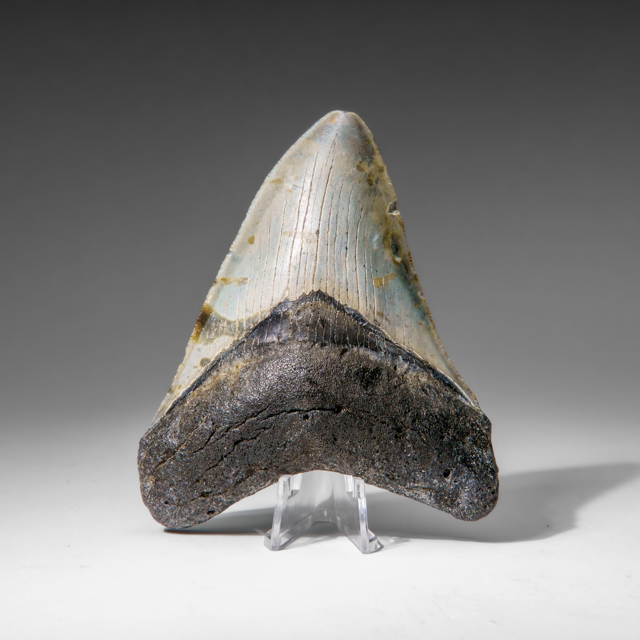Genuine Megalodon Shark Tooth in Display Box (136.2 grams)