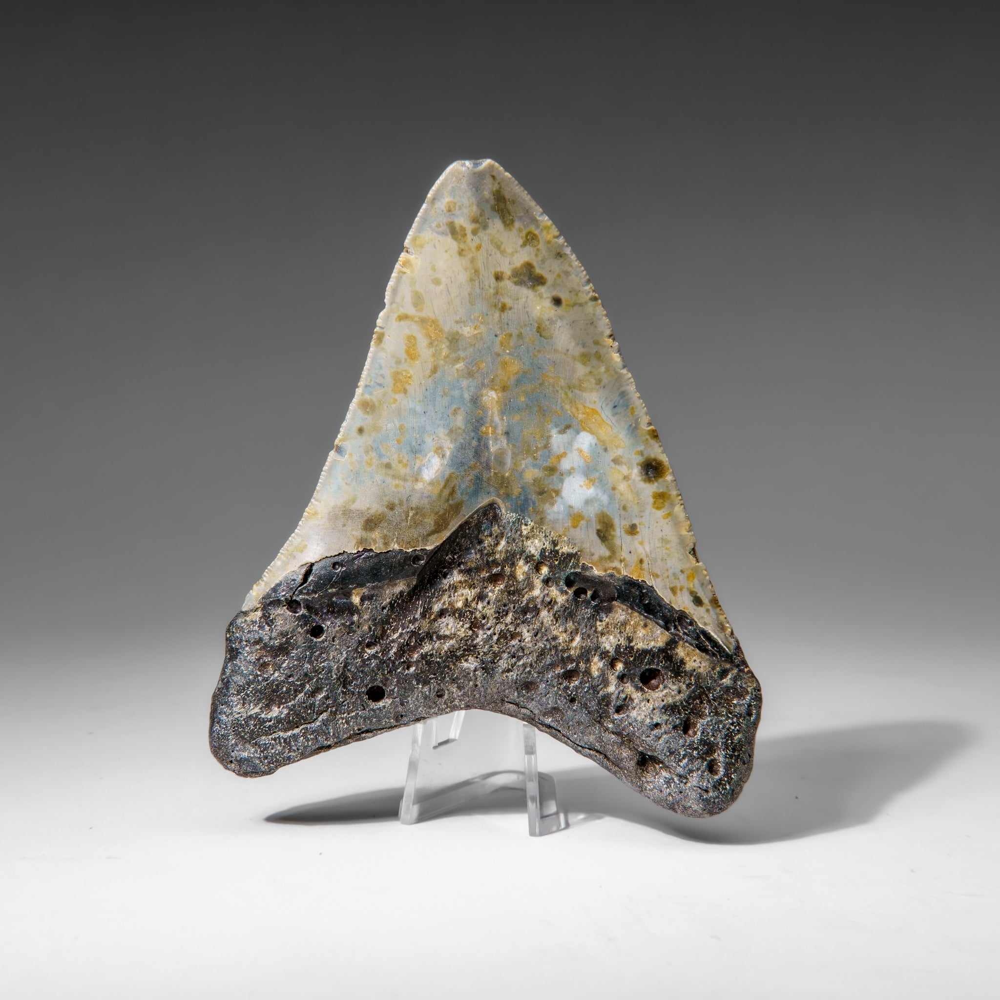 Genuine Megalodon Shark Tooth in Display Box (136.2 grams)