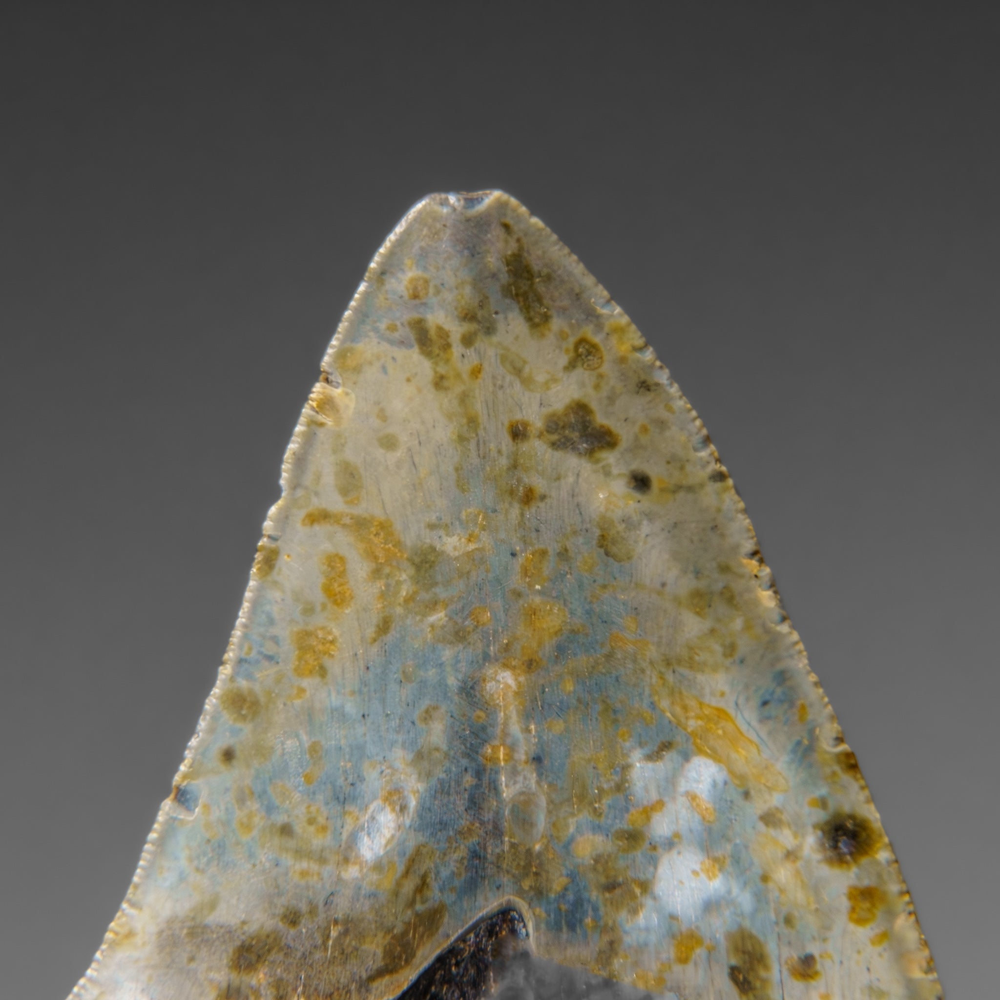 Genuine Megalodon Shark Tooth in Display Box (136.2 grams)