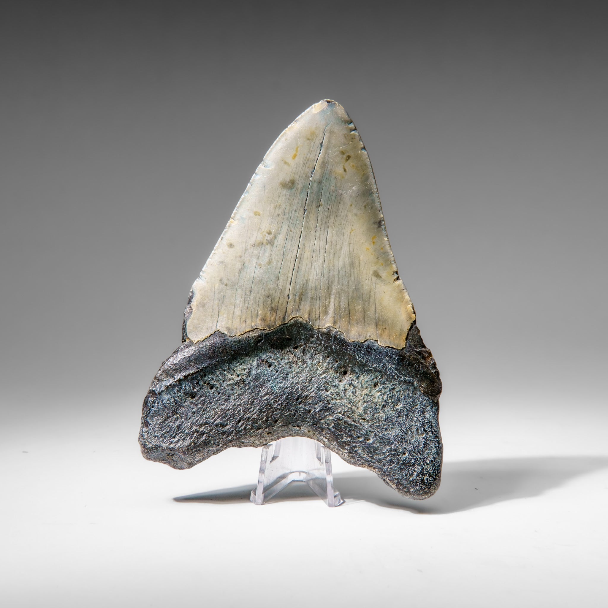 Genuine Megalodon Shark Tooth in Display Box (173.7 grams)
