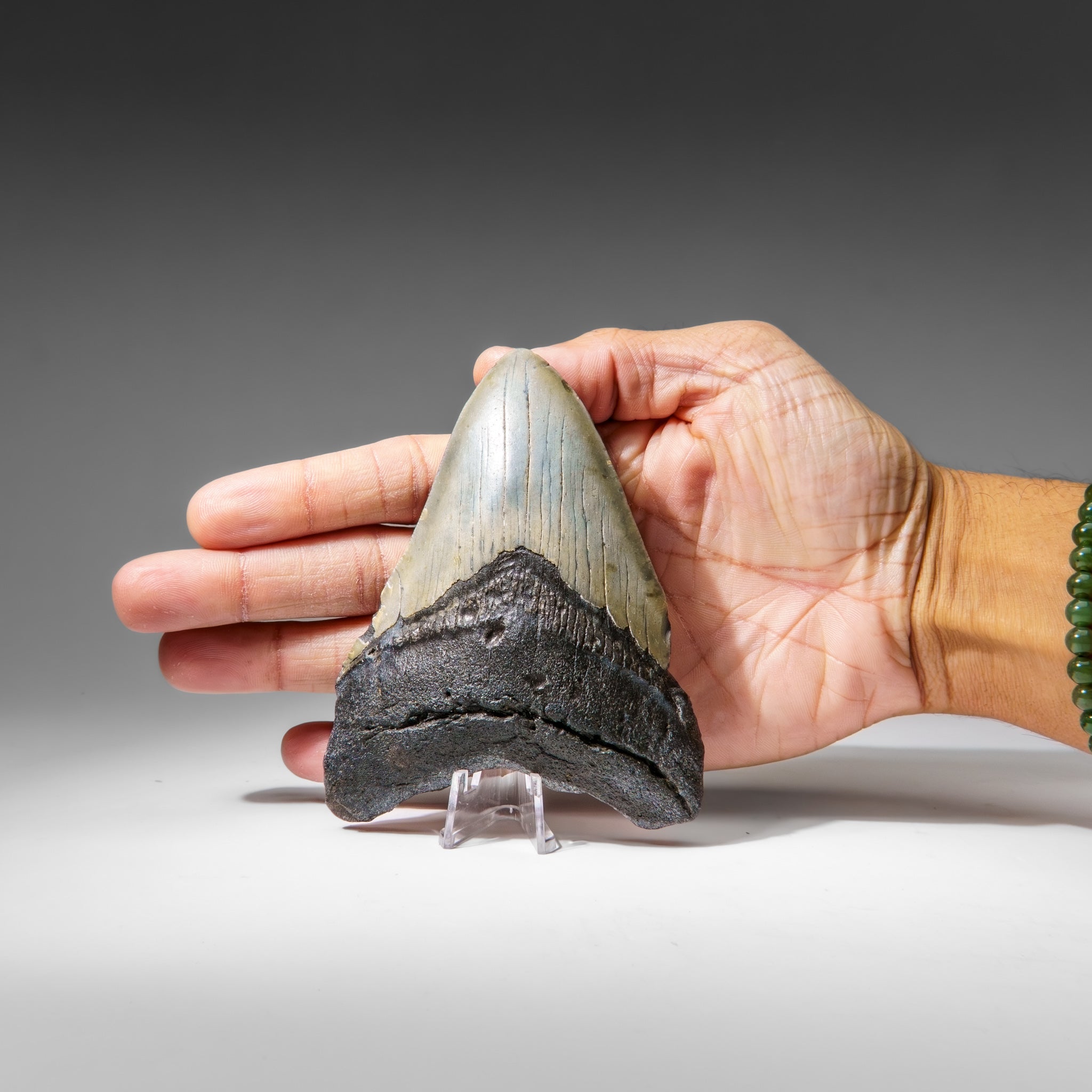 Genuine Megalodon Shark Tooth in Display Box (173.7 grams)