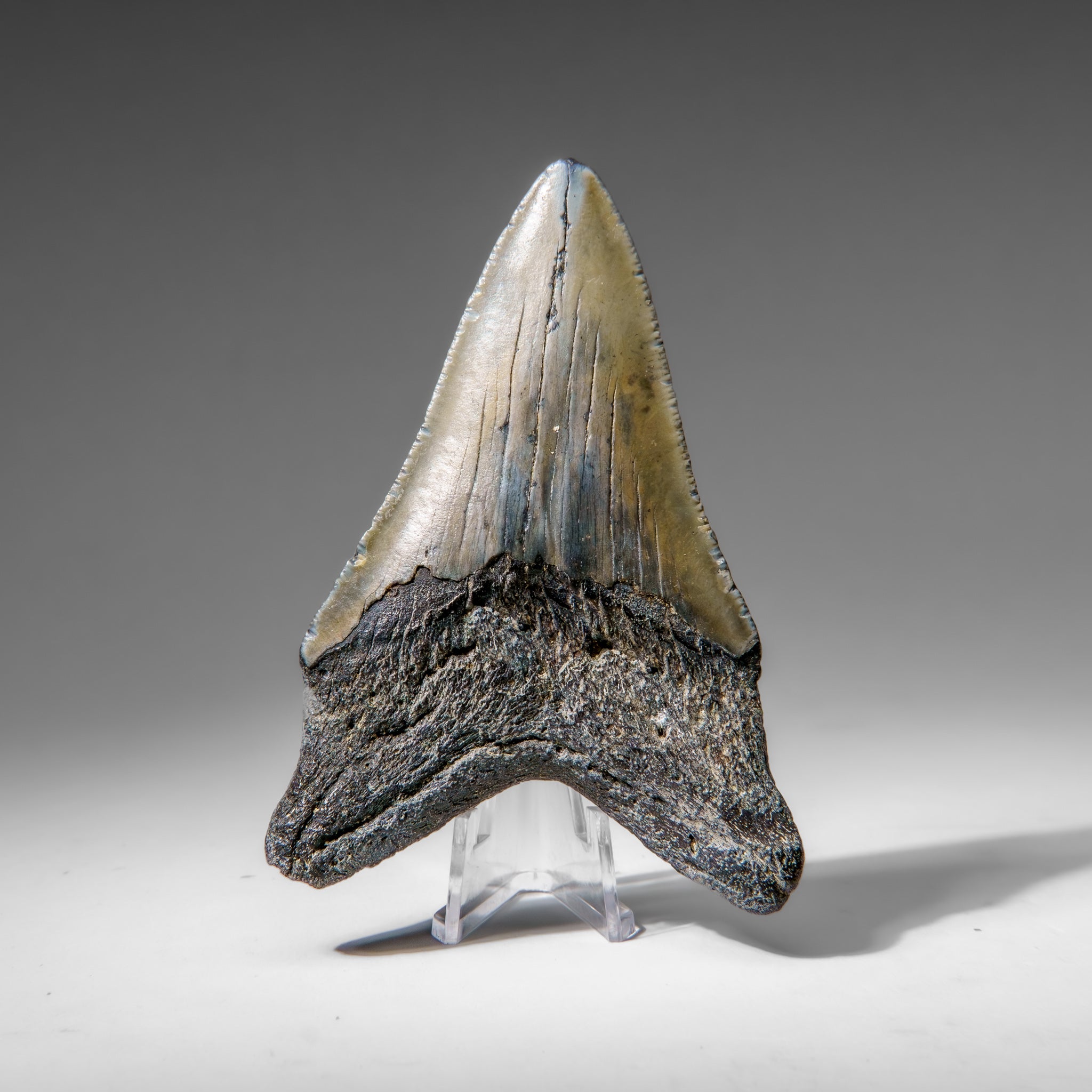 Genuine Megalodon Shark Tooth in Display Box (96.1 grams)