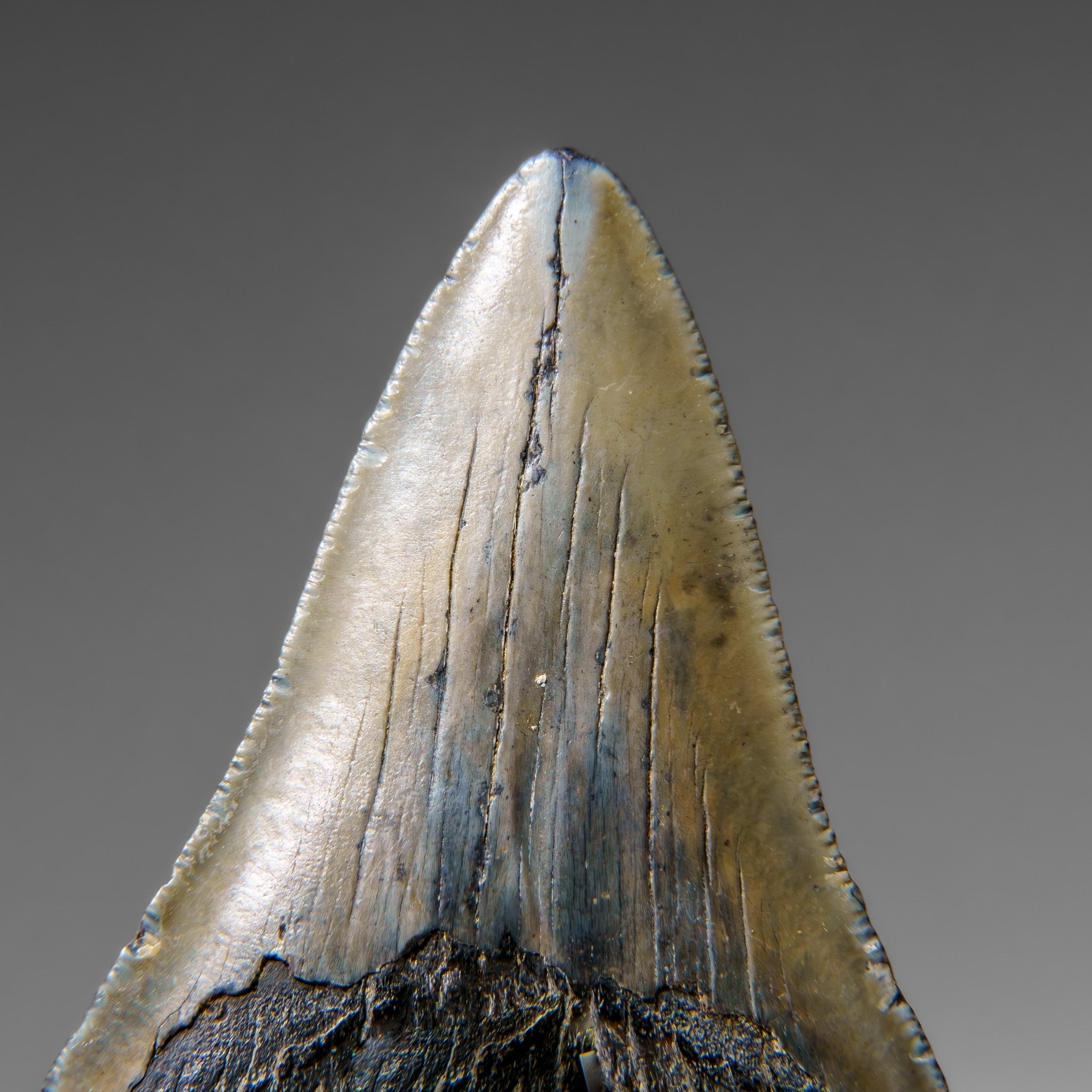 Genuine Megalodon Shark Tooth in Display Box (96.1 grams)